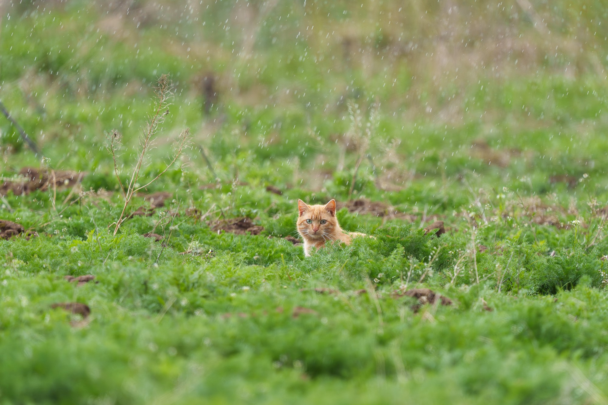 Животные. Ваш личный фотограф Марина Волкова