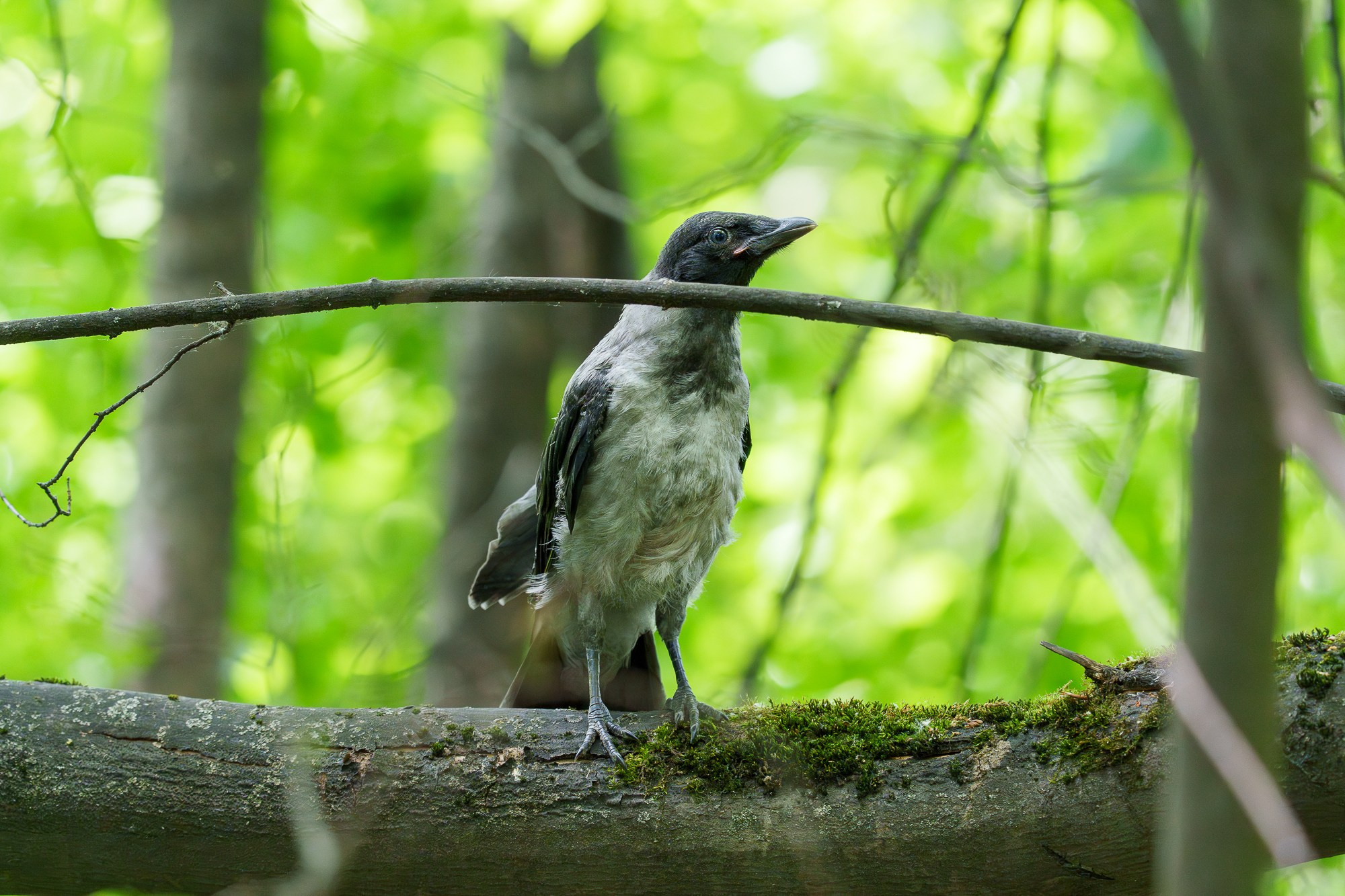 Удивительные мир птиц. Вокруг нас столько прекрасного — присмотритесь!. Ваш личный фотограф Марина Волкова