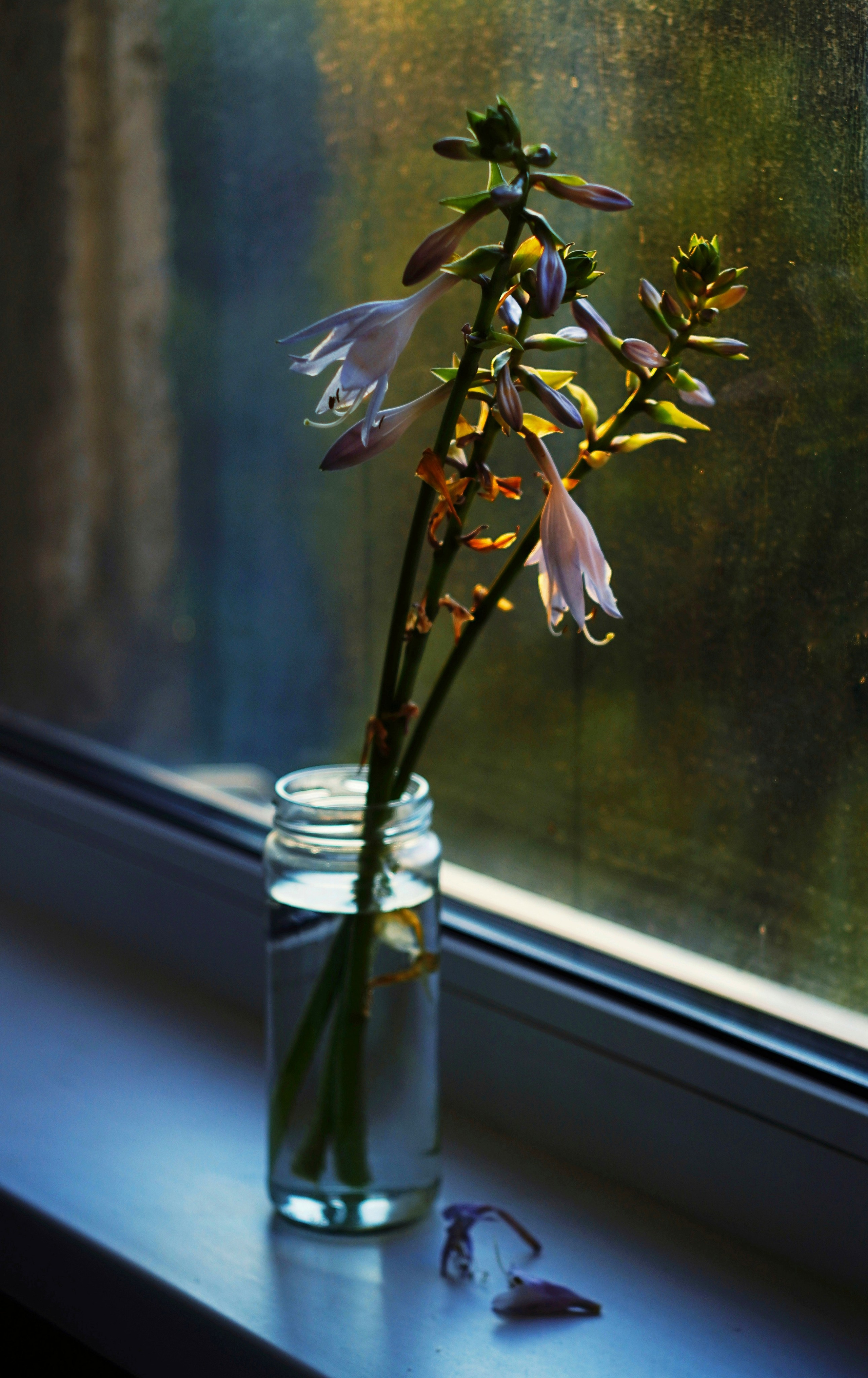 Натюрморт. Настасья Проценко. Фотограф