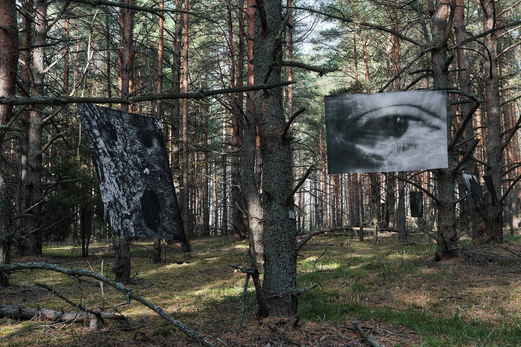 Я приношу к себе лес я себя приношу в лес. Алиса Косарева