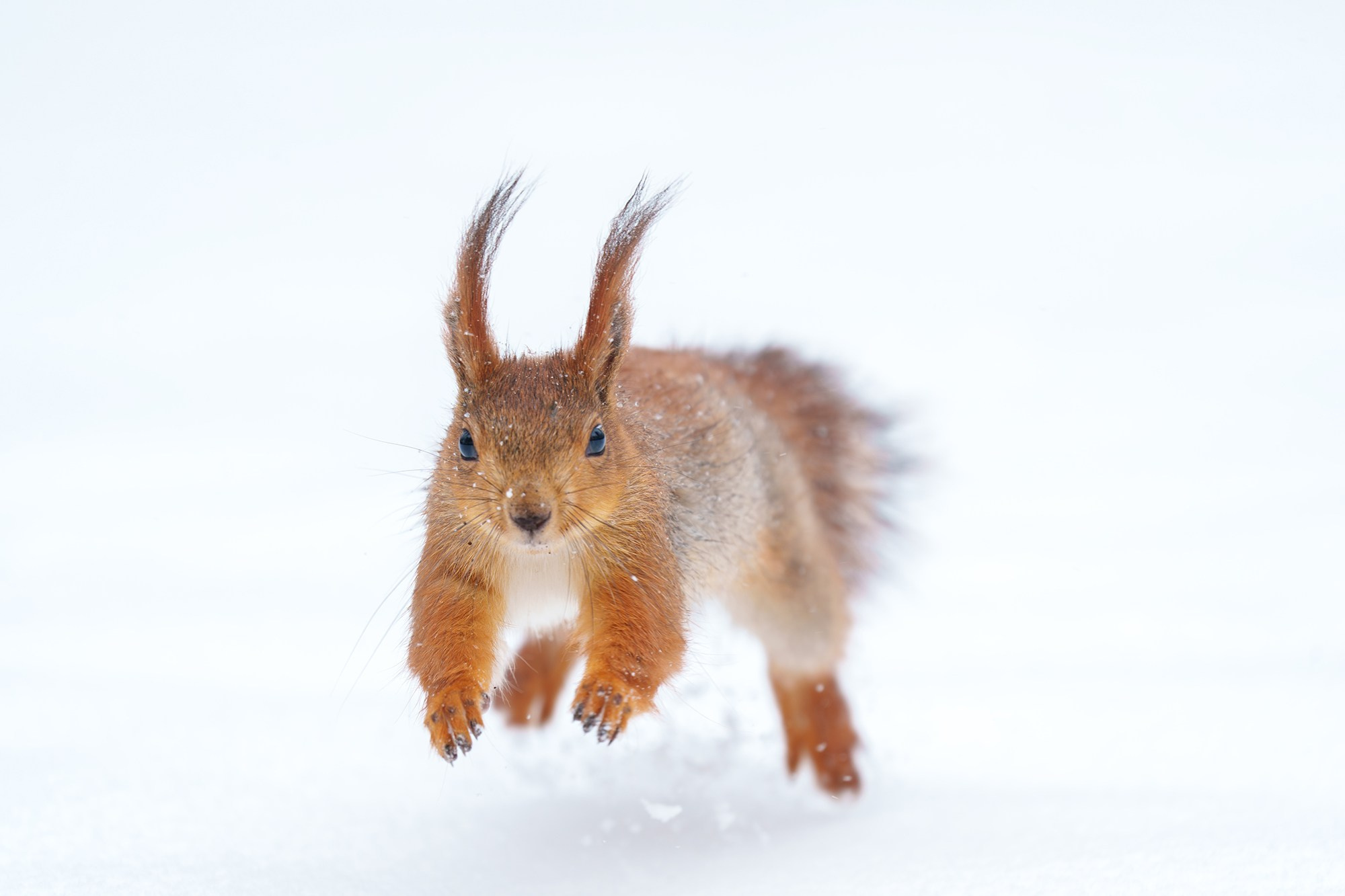 Животные. Ваш личный фотограф Марина Волкова