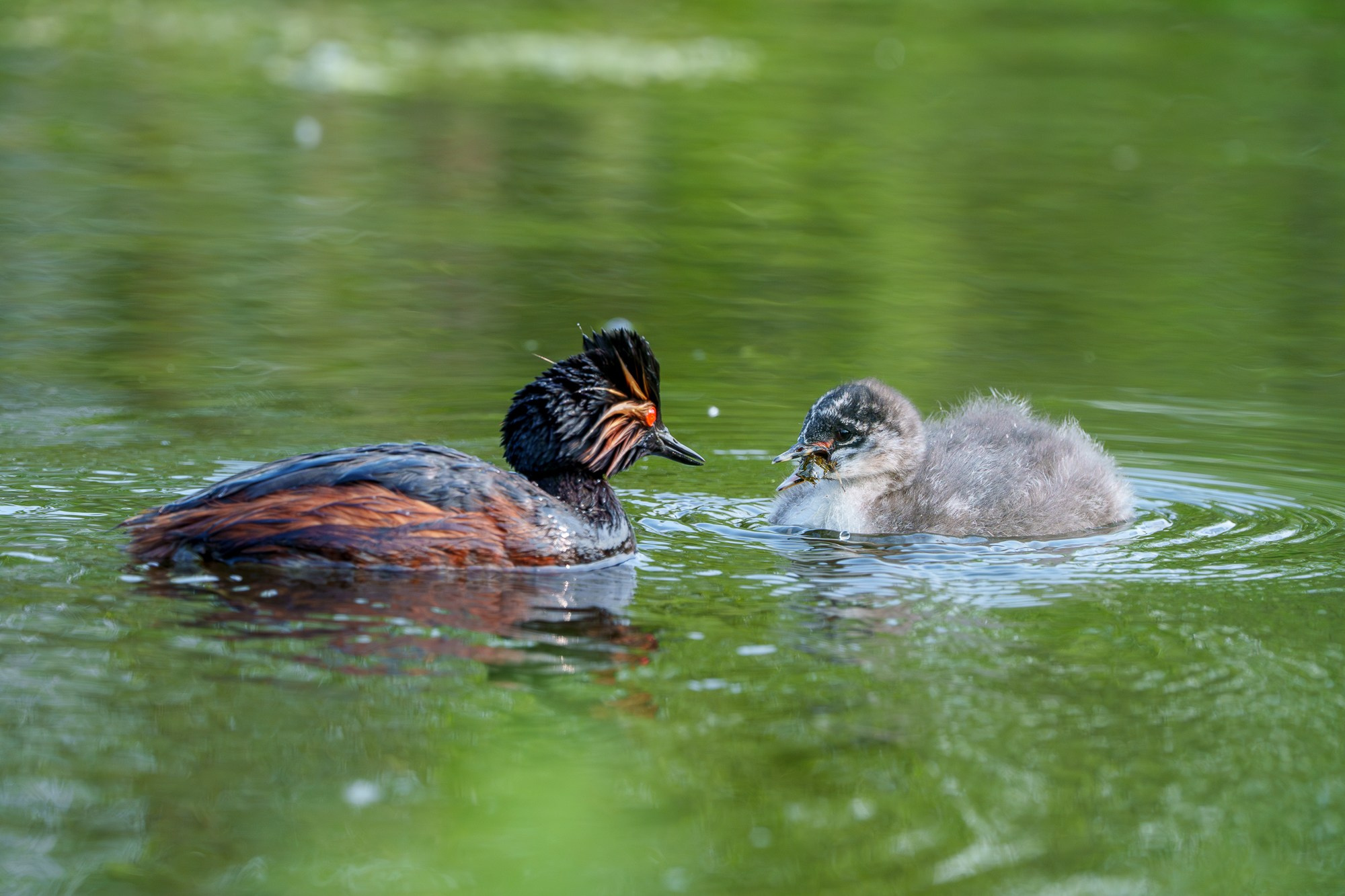 Удивительные мир птиц. Вокруг нас столько прекрасного — присмотритесь!. Ваш личный фотограф Марина Волкова