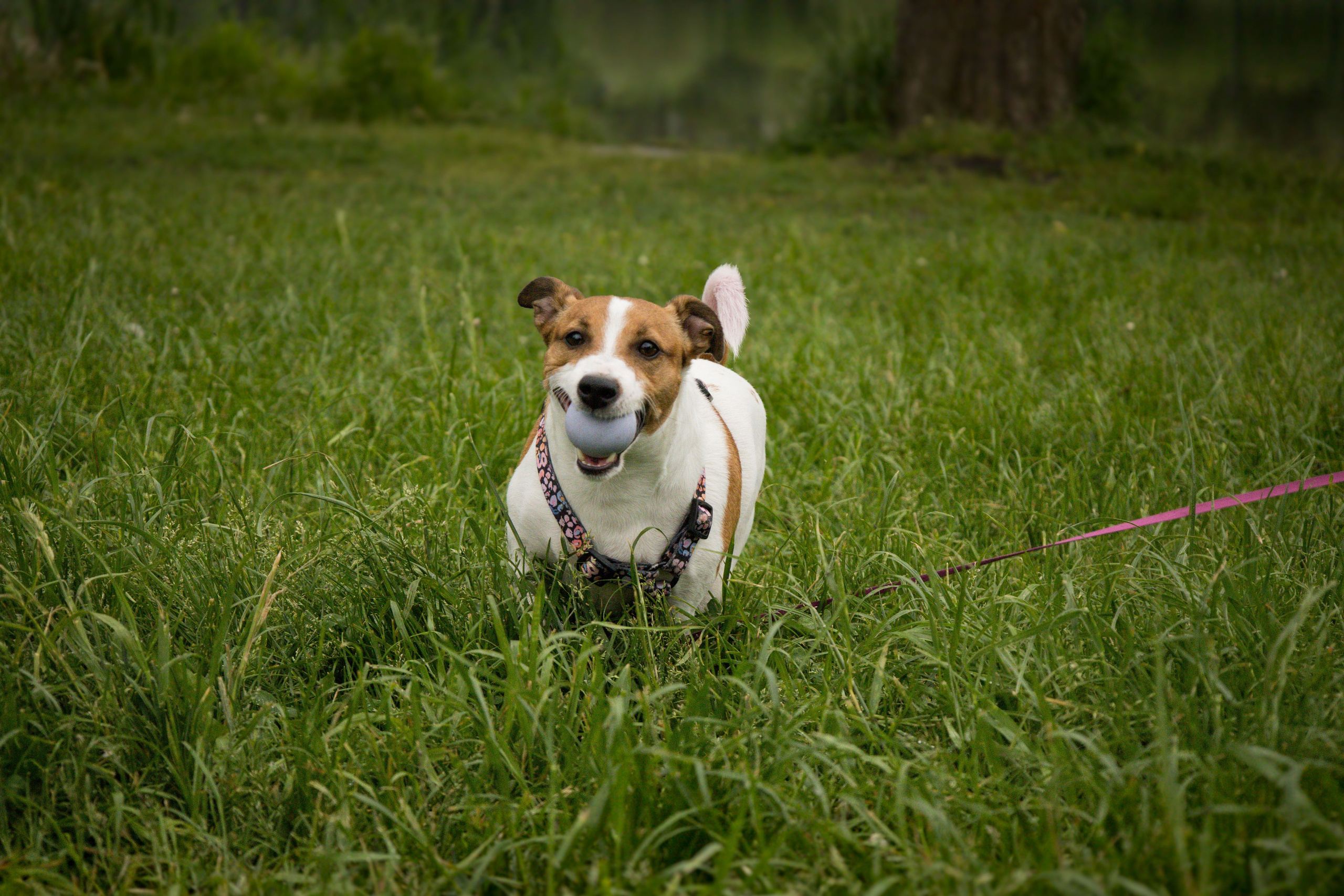 Моя маленькая спутница: Банни и Настя в Южнобутовском парке. Фотограф-анималист в Москве Екатерина Тихонова