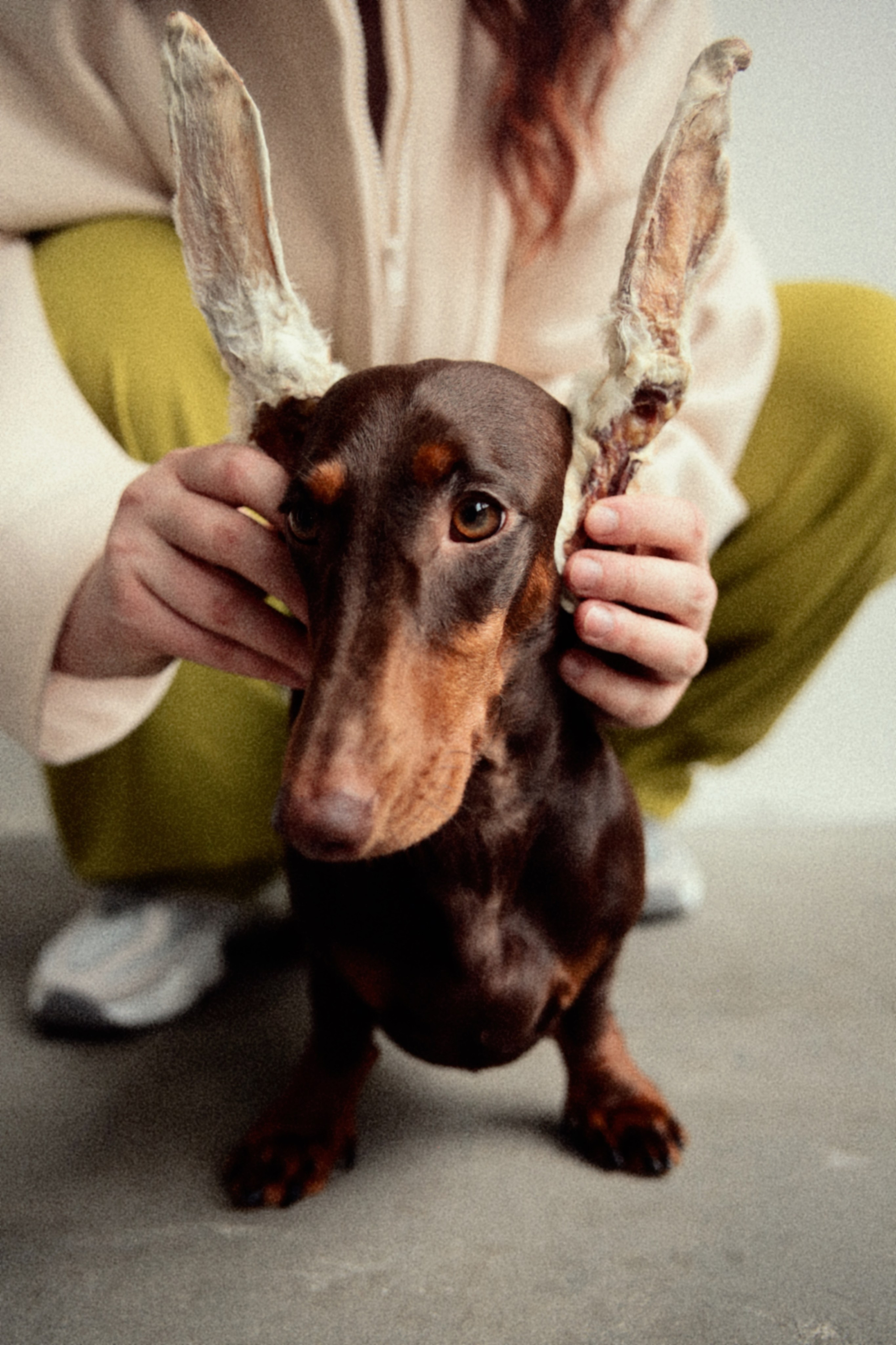 С собаками. Фотограф в Серпухове и Тарусе Ксения Царёва