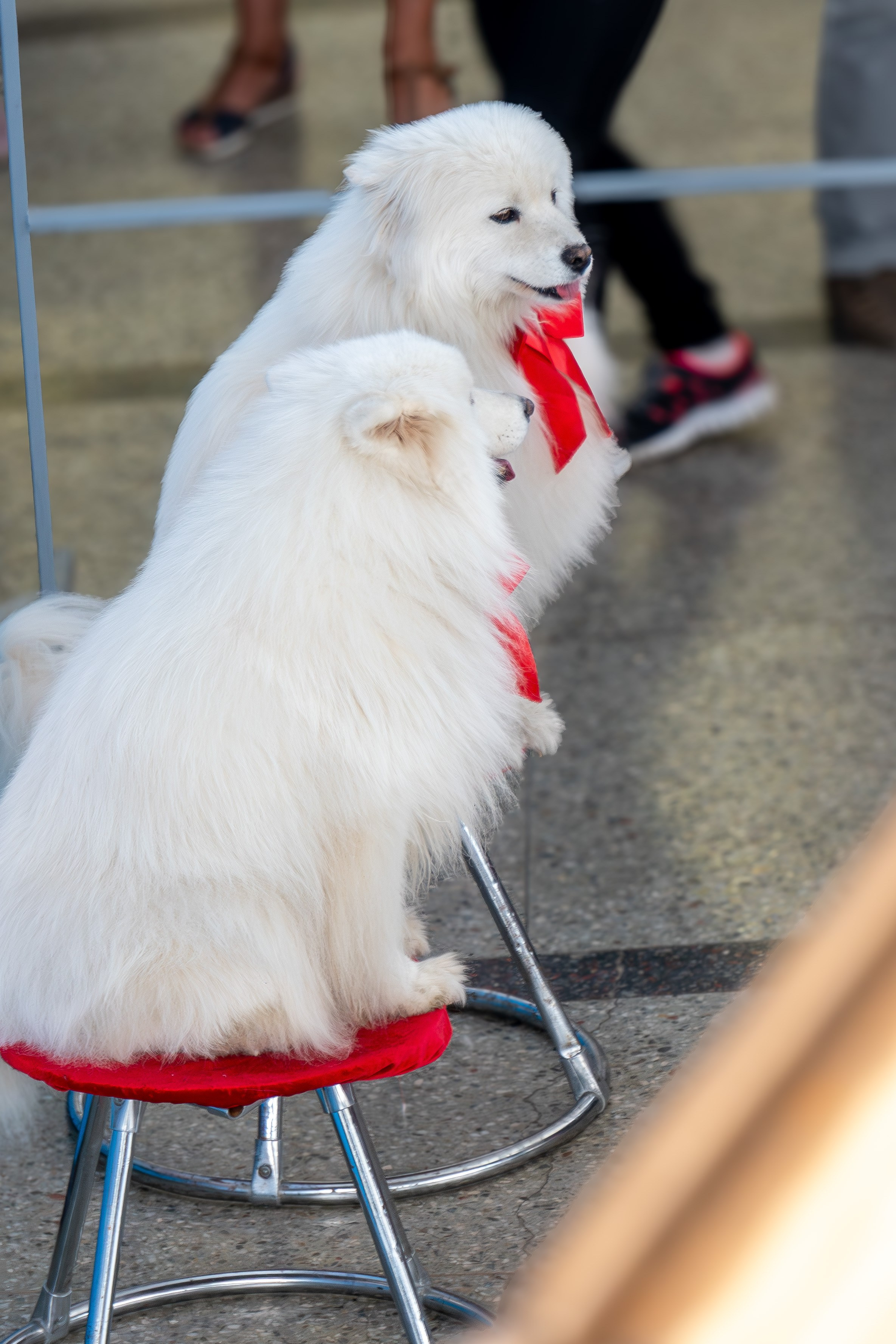 Цирк на льду «Айсберг» в Луганске. Фотограф в РФ и ЛНР Юлия Федосеева