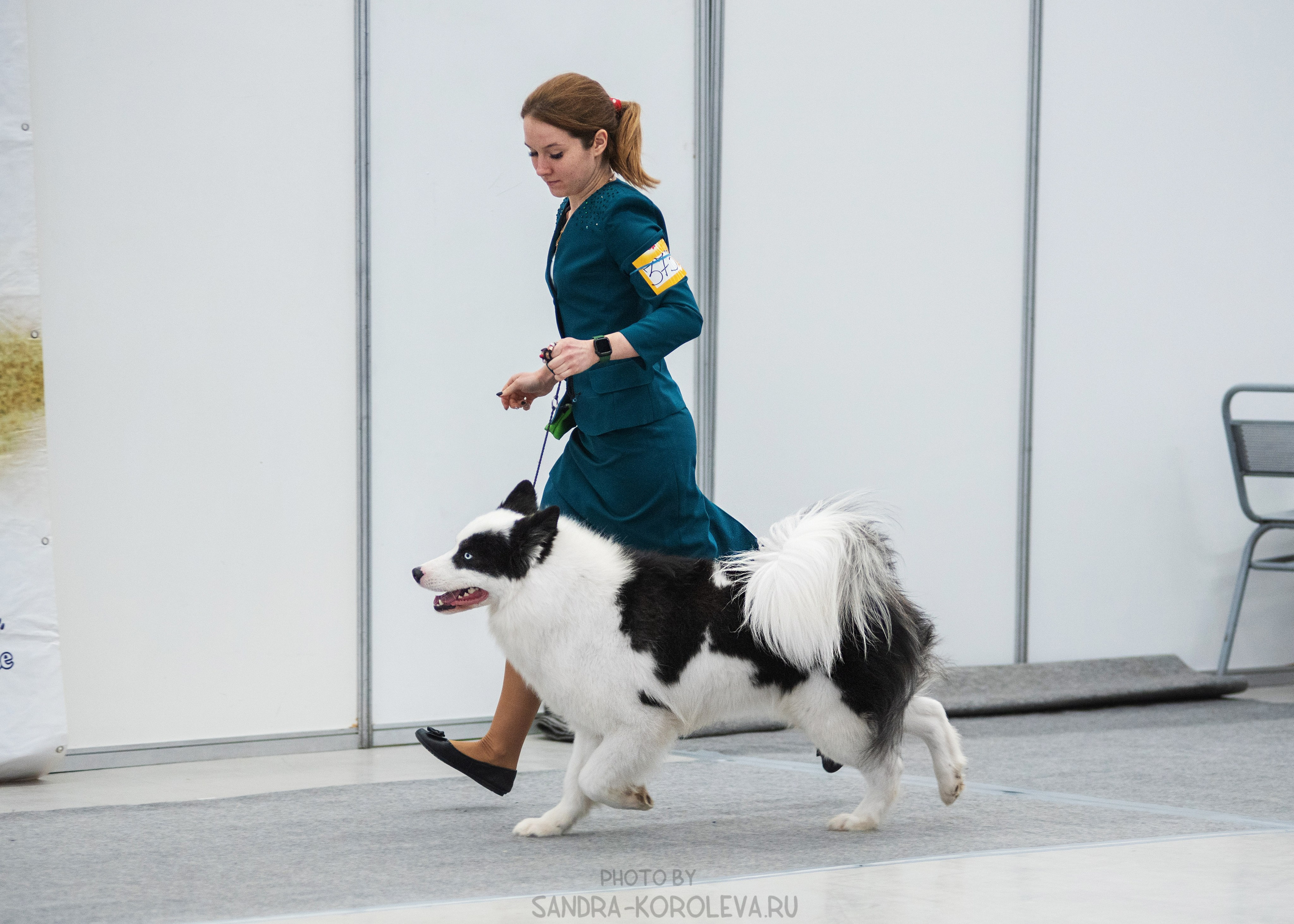 Выставка собак тюмень 14.01.2023. Дог-фотограф в Тюмени Александра Королева