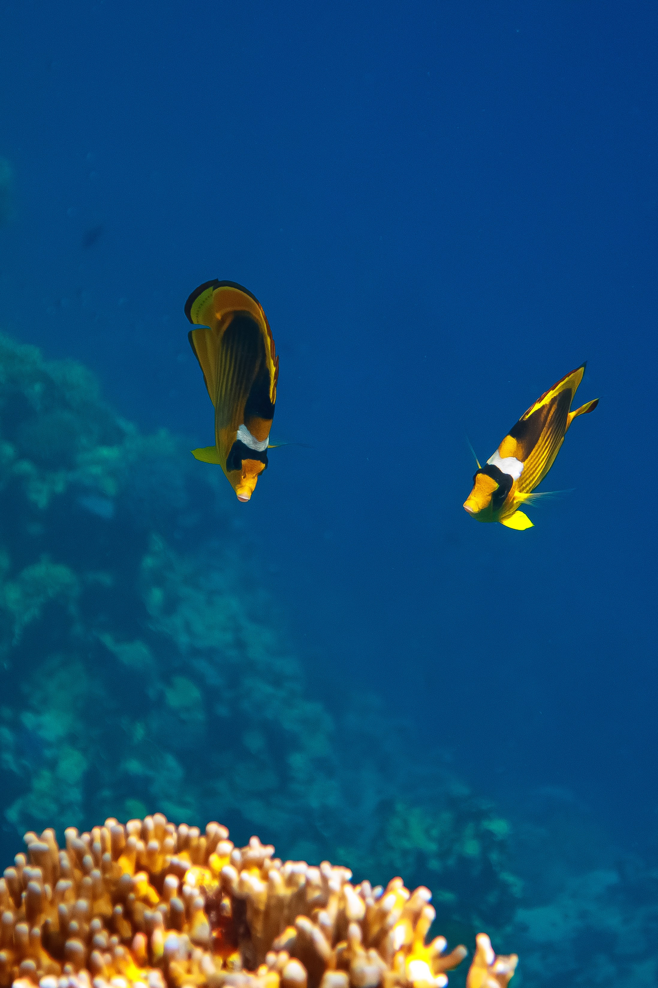 Fish. Фотограф Светлана Голицына