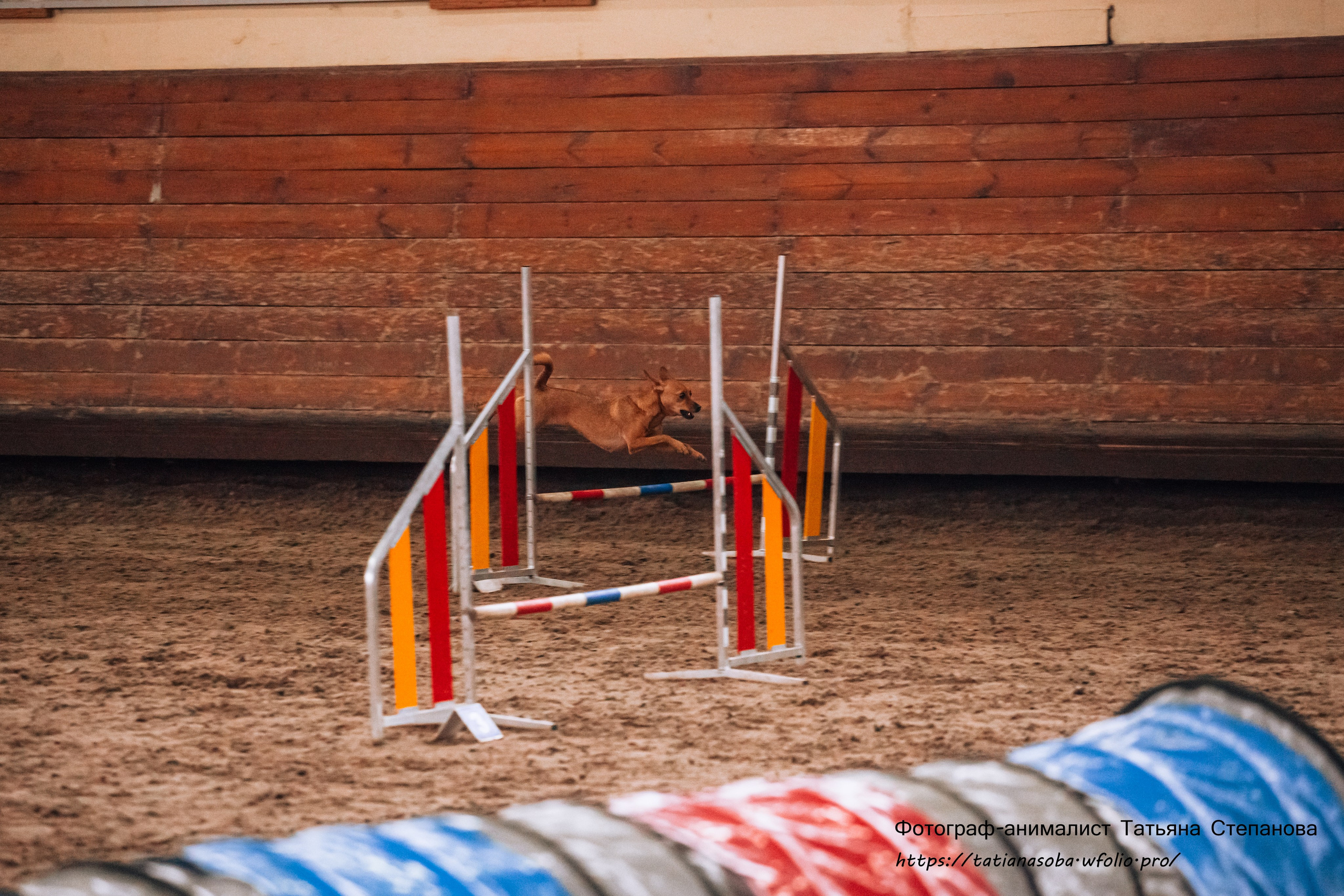 Соревнования по Аджилити 25.02.2024. Фотограф-анималист Татьяна Степанова