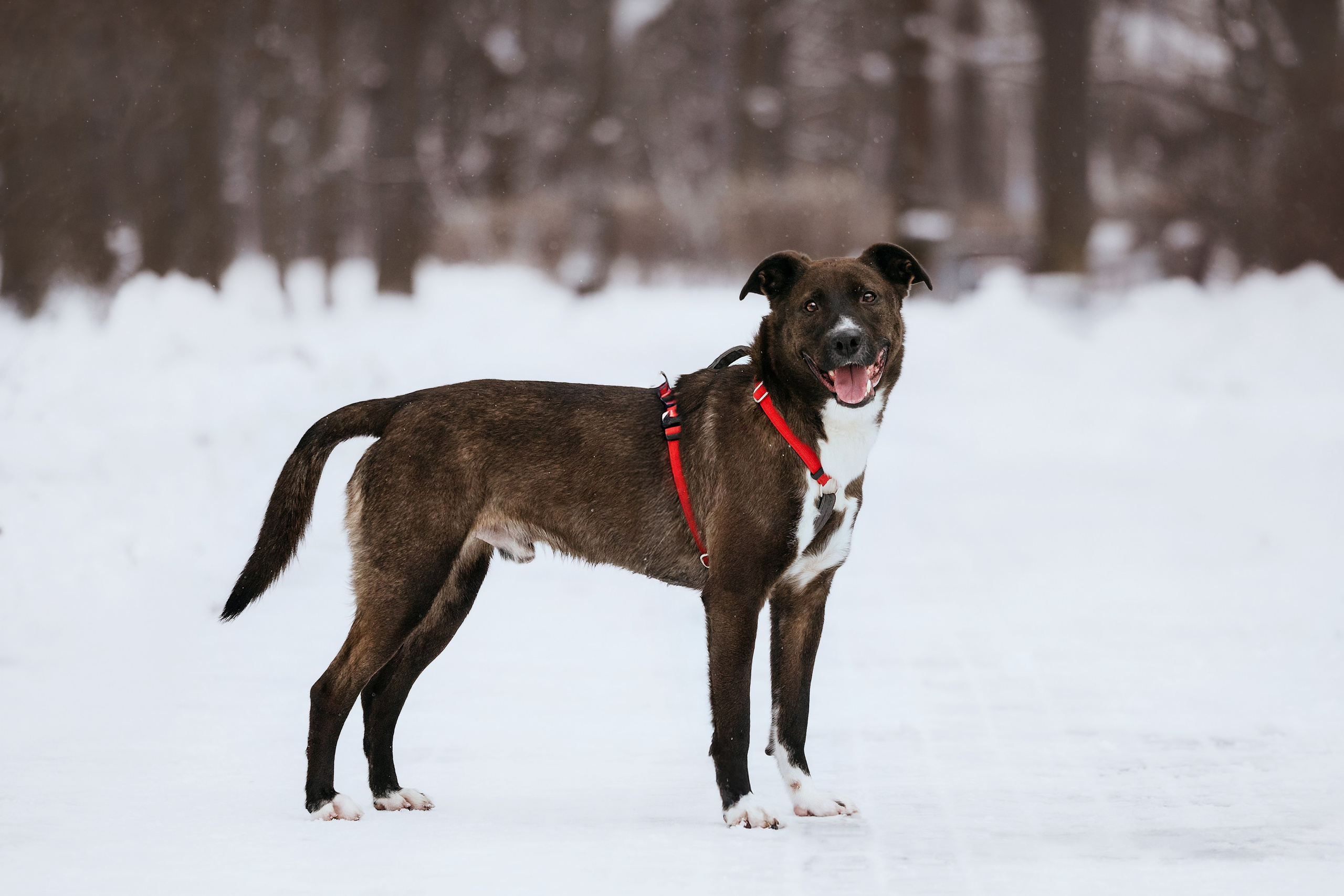 Собаки из приюта Дубовая роща зима. Фотограф-анималист Татьяна Степанова