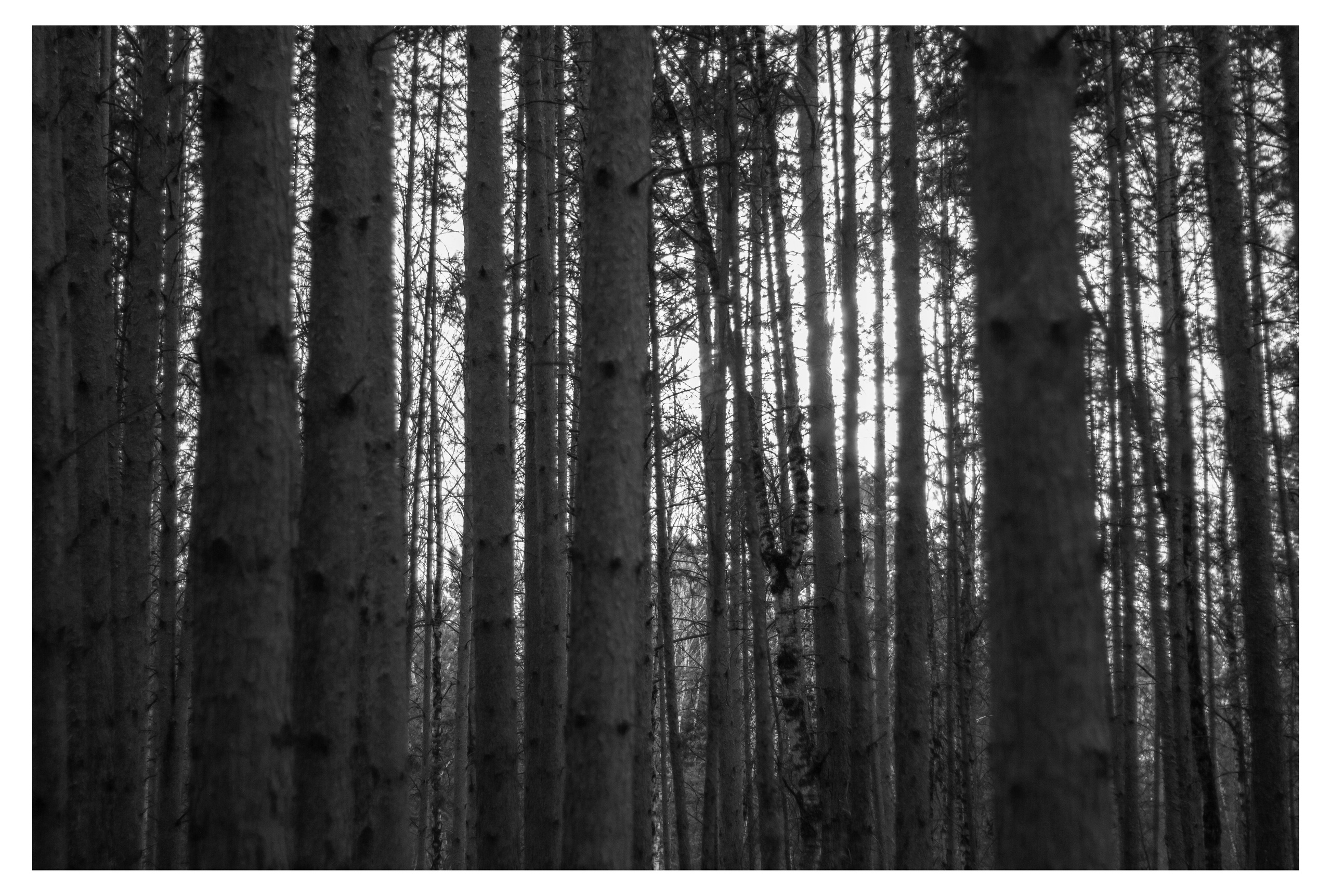 27.04.2025 | Сосновоборск. Kuznetsov | Фотограф в Красноярске