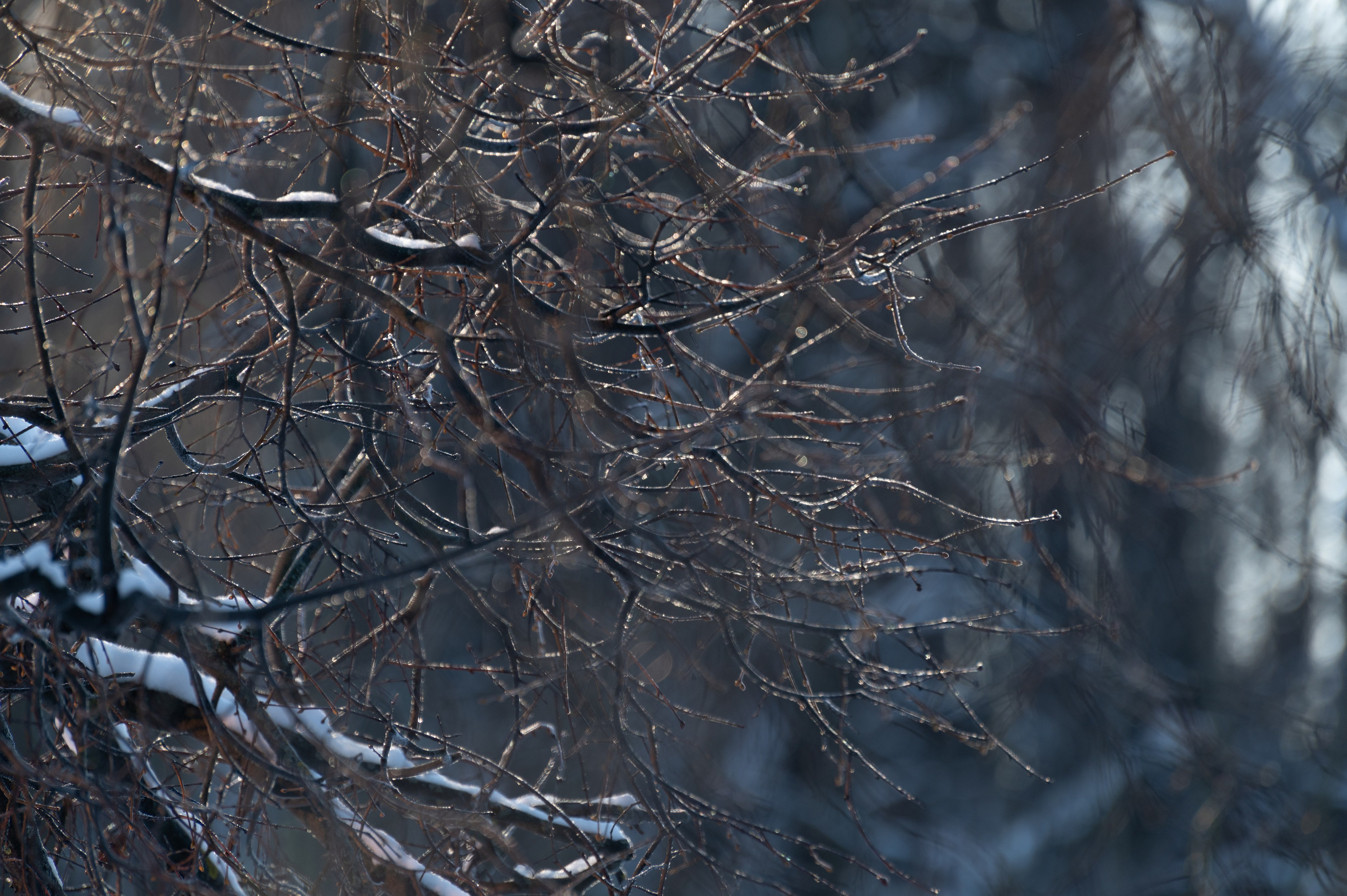 20240120 Воробьёвы горы. Дмитрий Ремизов. Фотография, как хобби