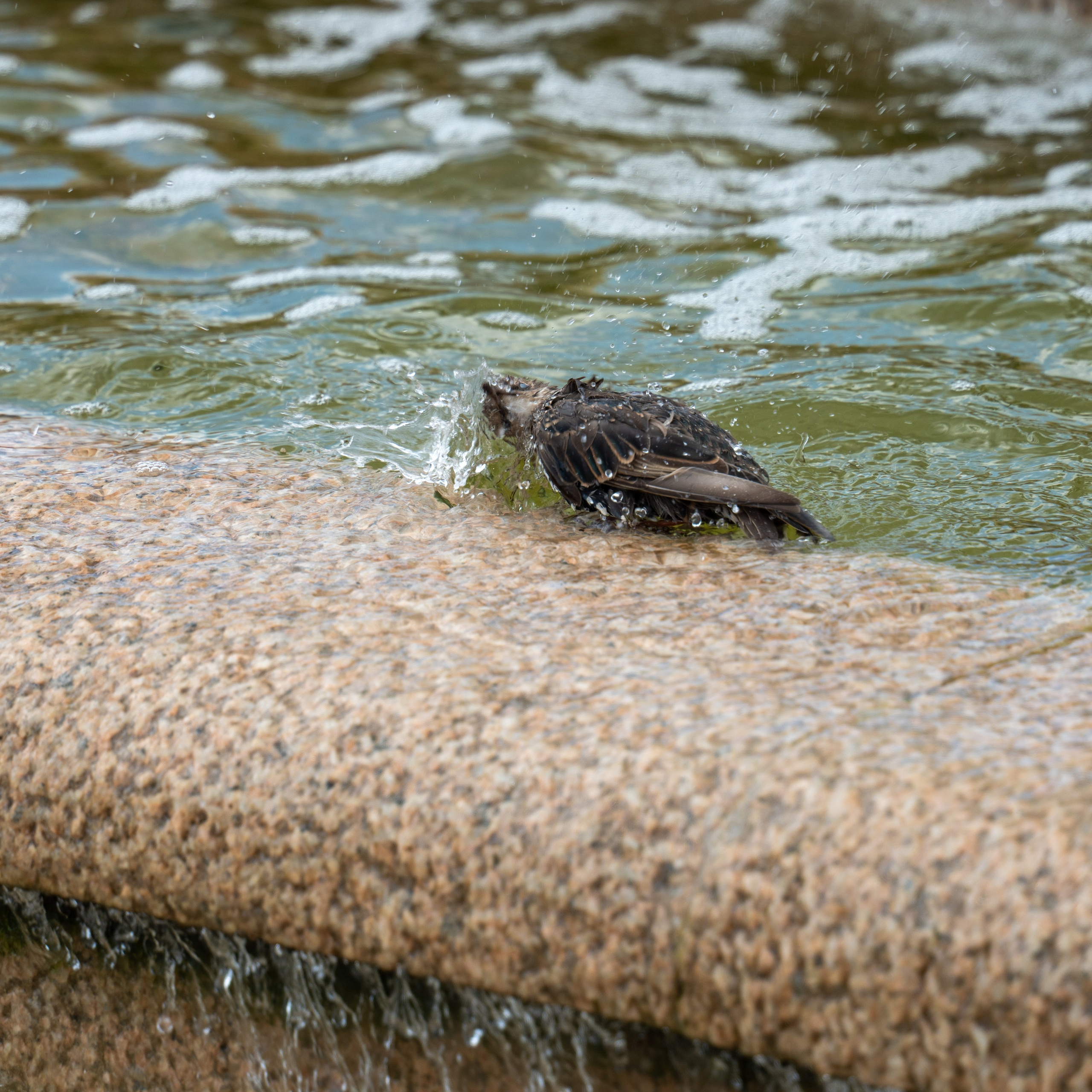 20250808 Прогулка с сыном. Дмитрий Ремизов. Фотография, как хобби