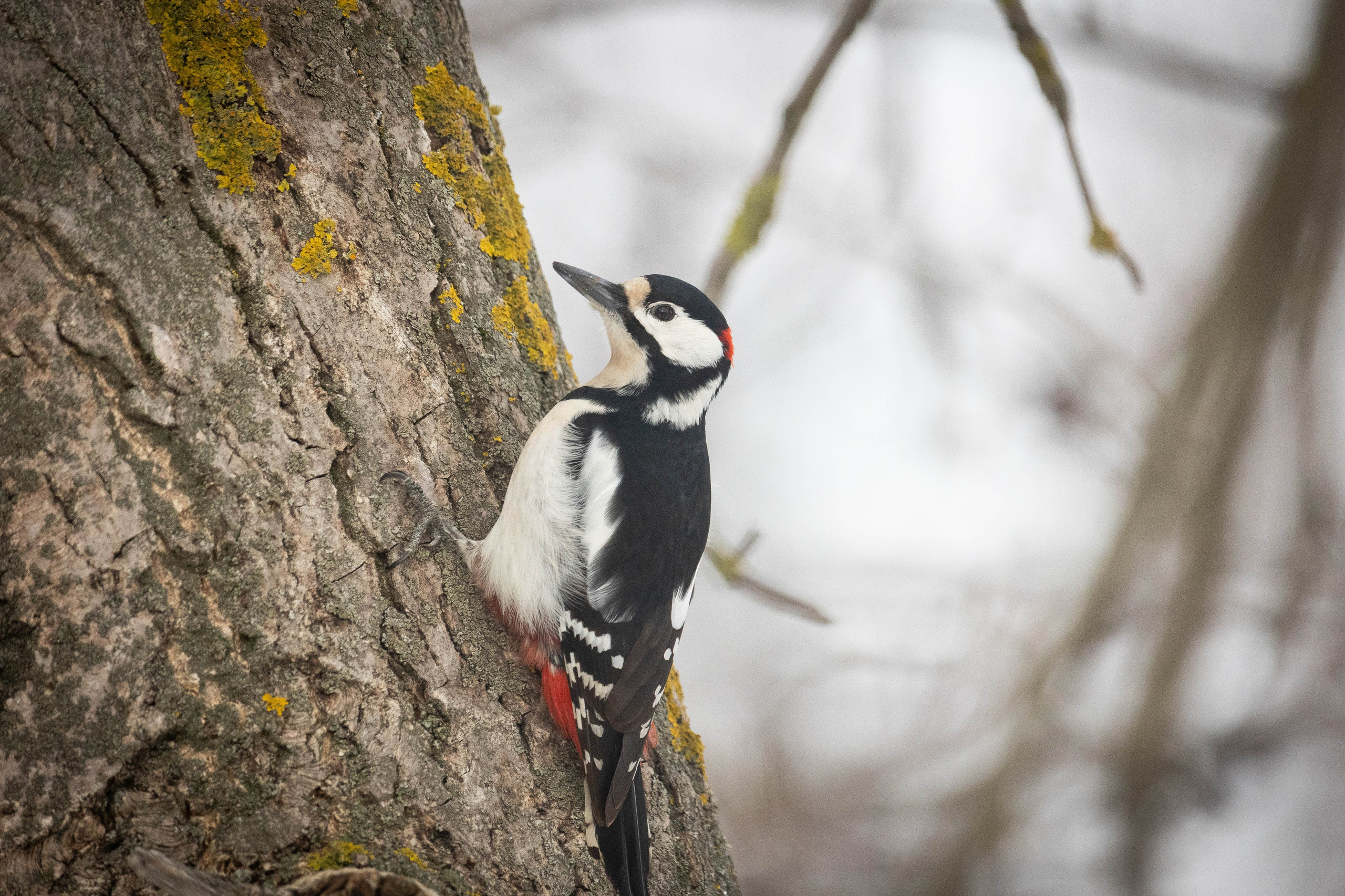 Дикий животный мир. Фотограф-АниМалист Анна Абрамова