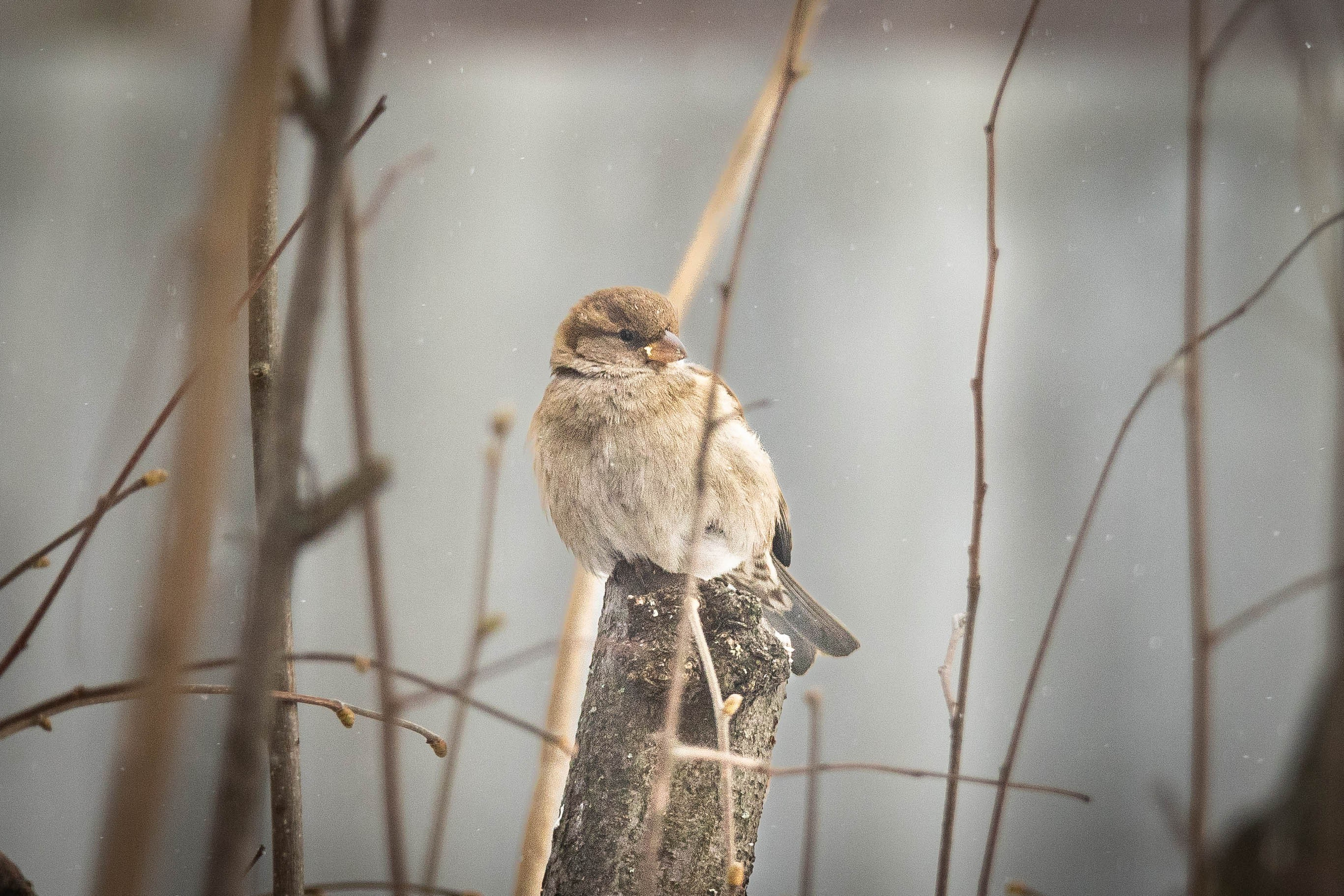 Дикий животный мир. Фотограф-АниМалист Анна Абрамова