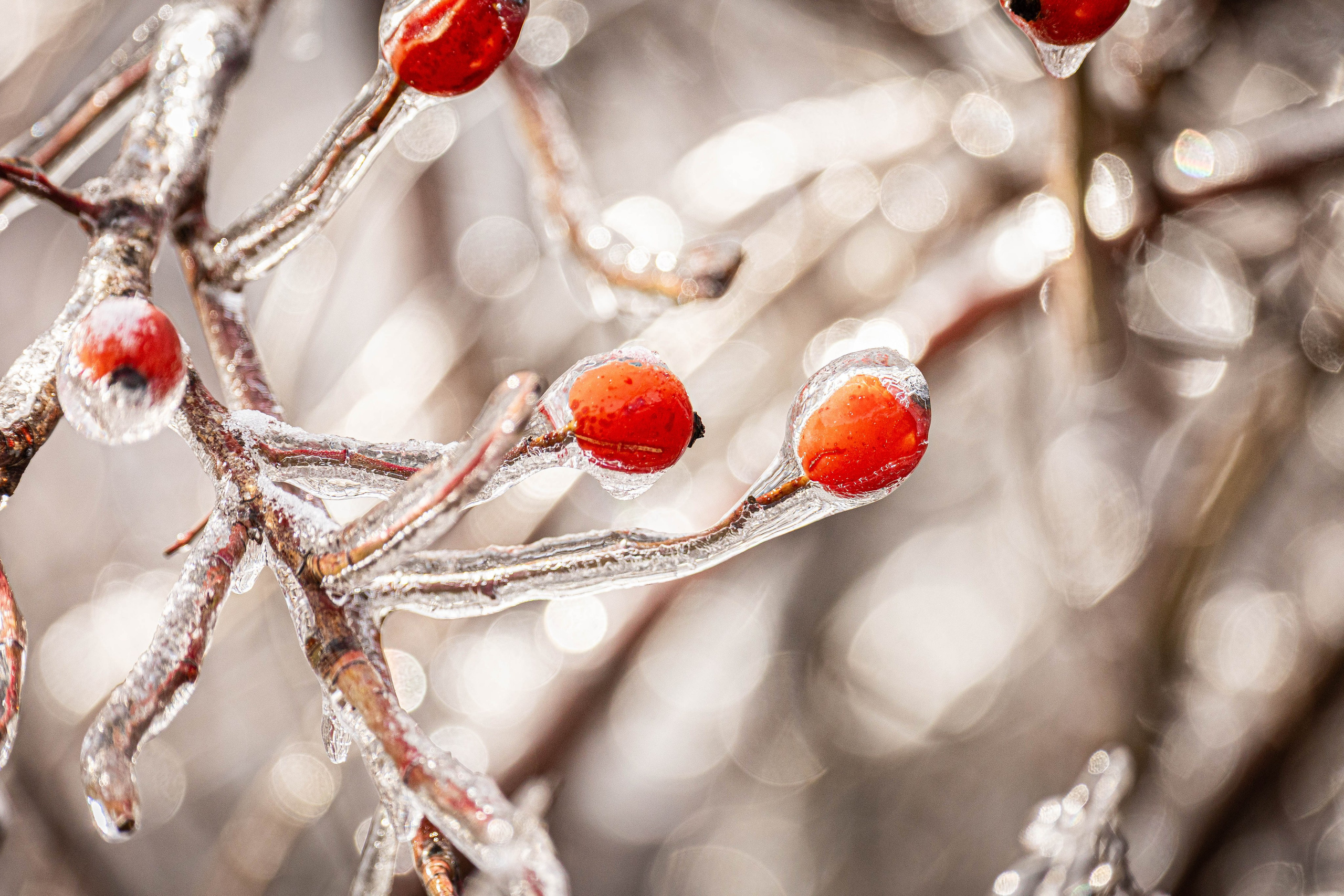 Дикий животный мир. Фотограф-АниМалист Анна Абрамова