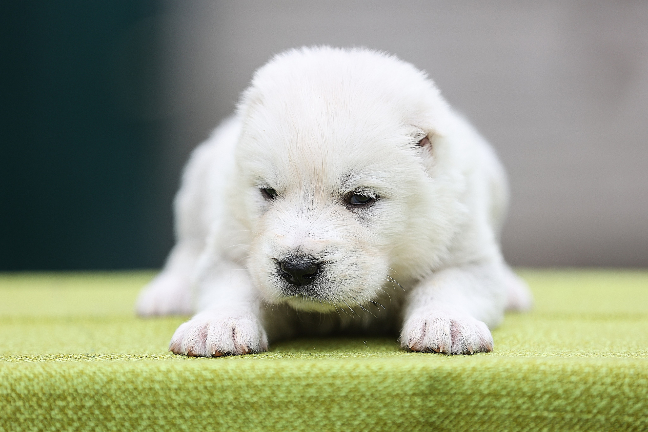 ФОТОССЕСИЯ ЩЕНКОВ. Фотограф-АниМалист Анна Абрамова