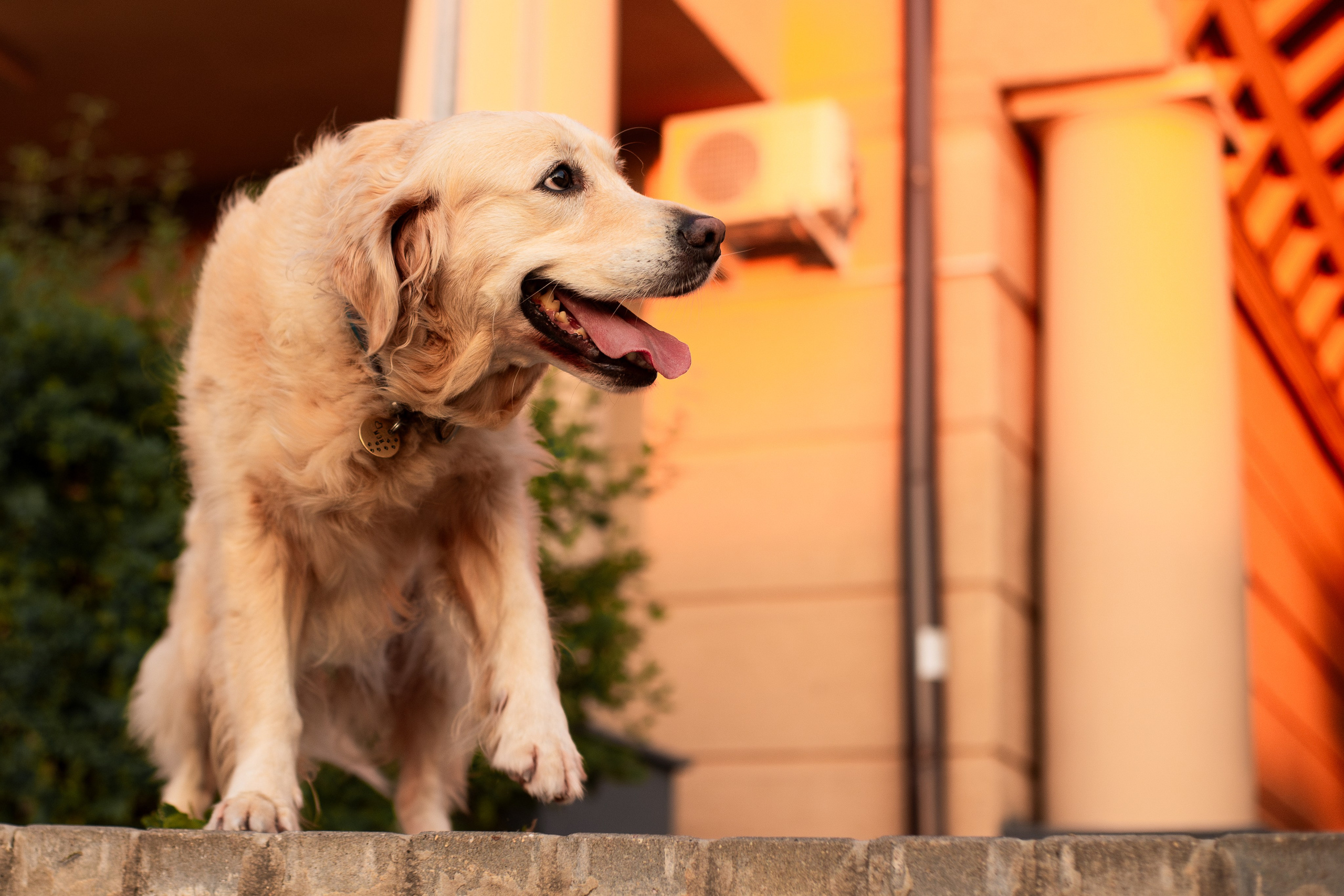 Юля и Мэй. Фотограф-анималист Мария Баркевич | Москва