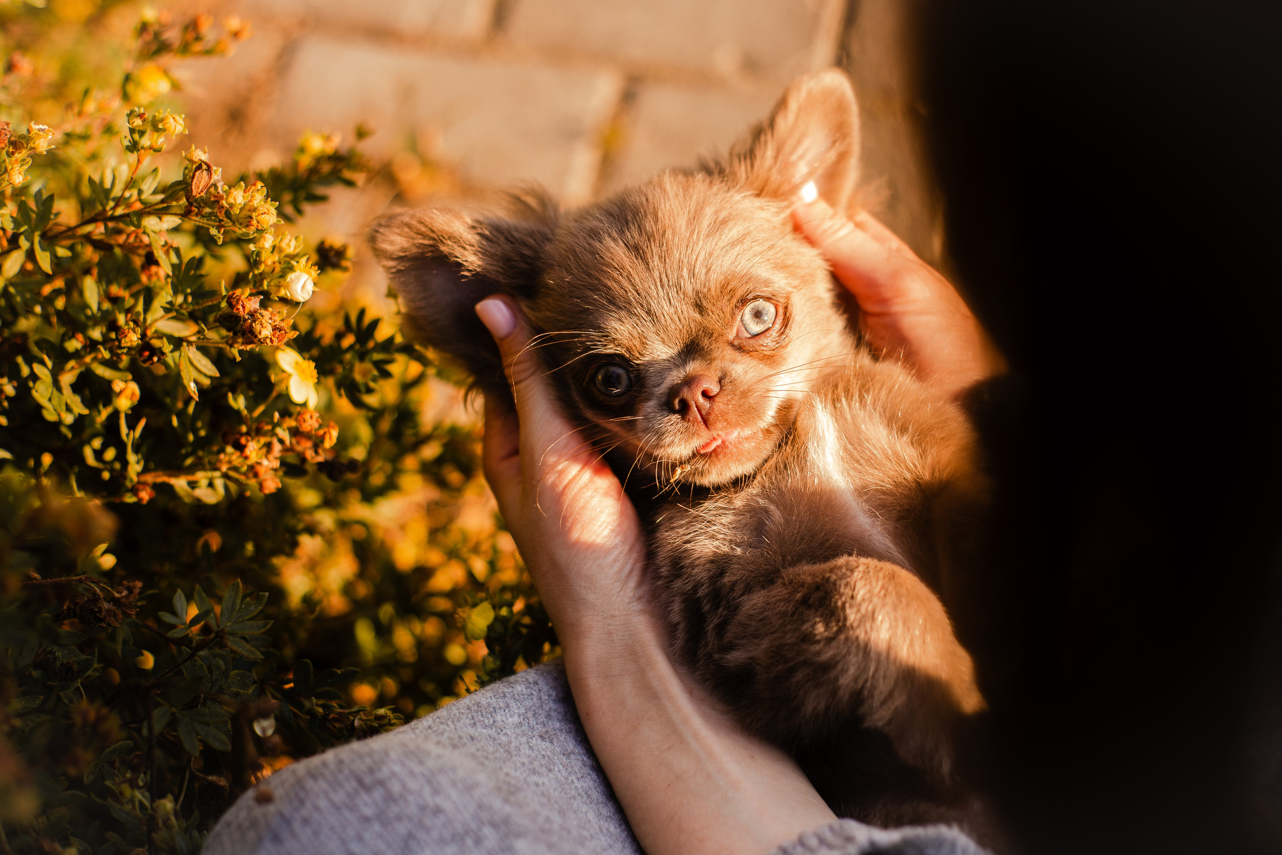 Варя и Фунтик. Фотограф-анималист Мария Баркевич | Москва