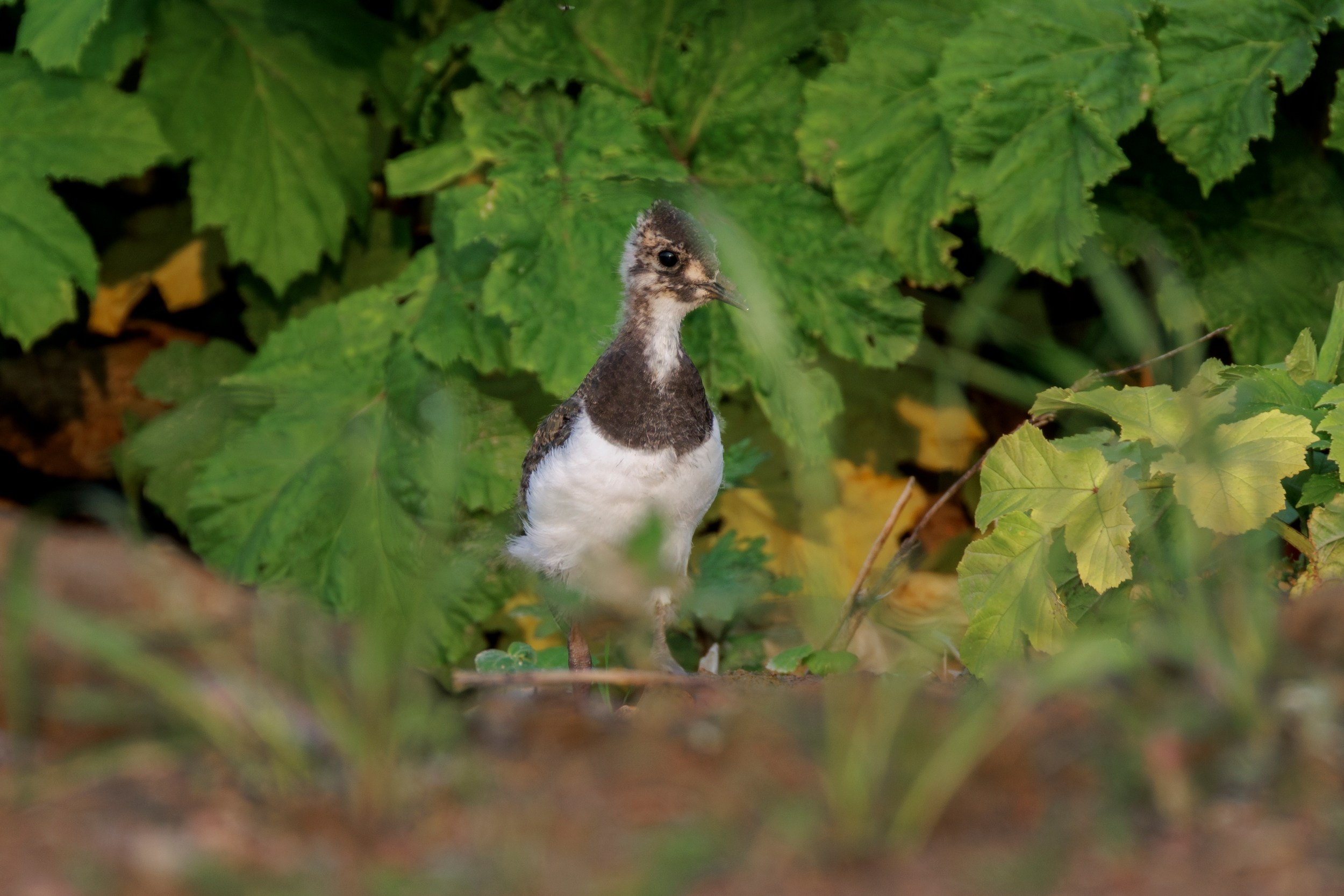 Птенцы чибиса. Фотограф дикой природы Роман Исаенков