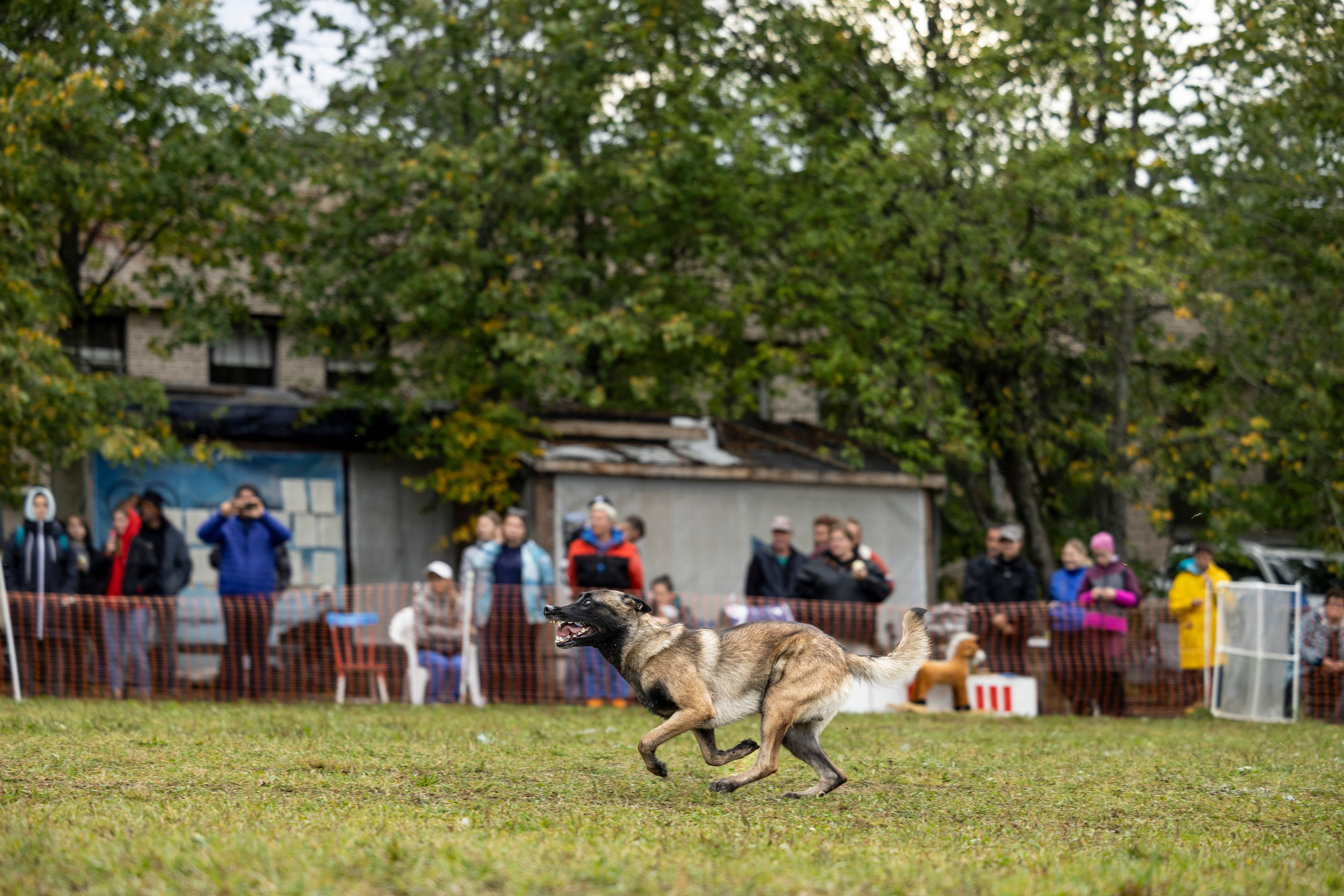 Испытания по Мондьорингу г. Пушкин. Фотограф-анималист Анна Маринич
