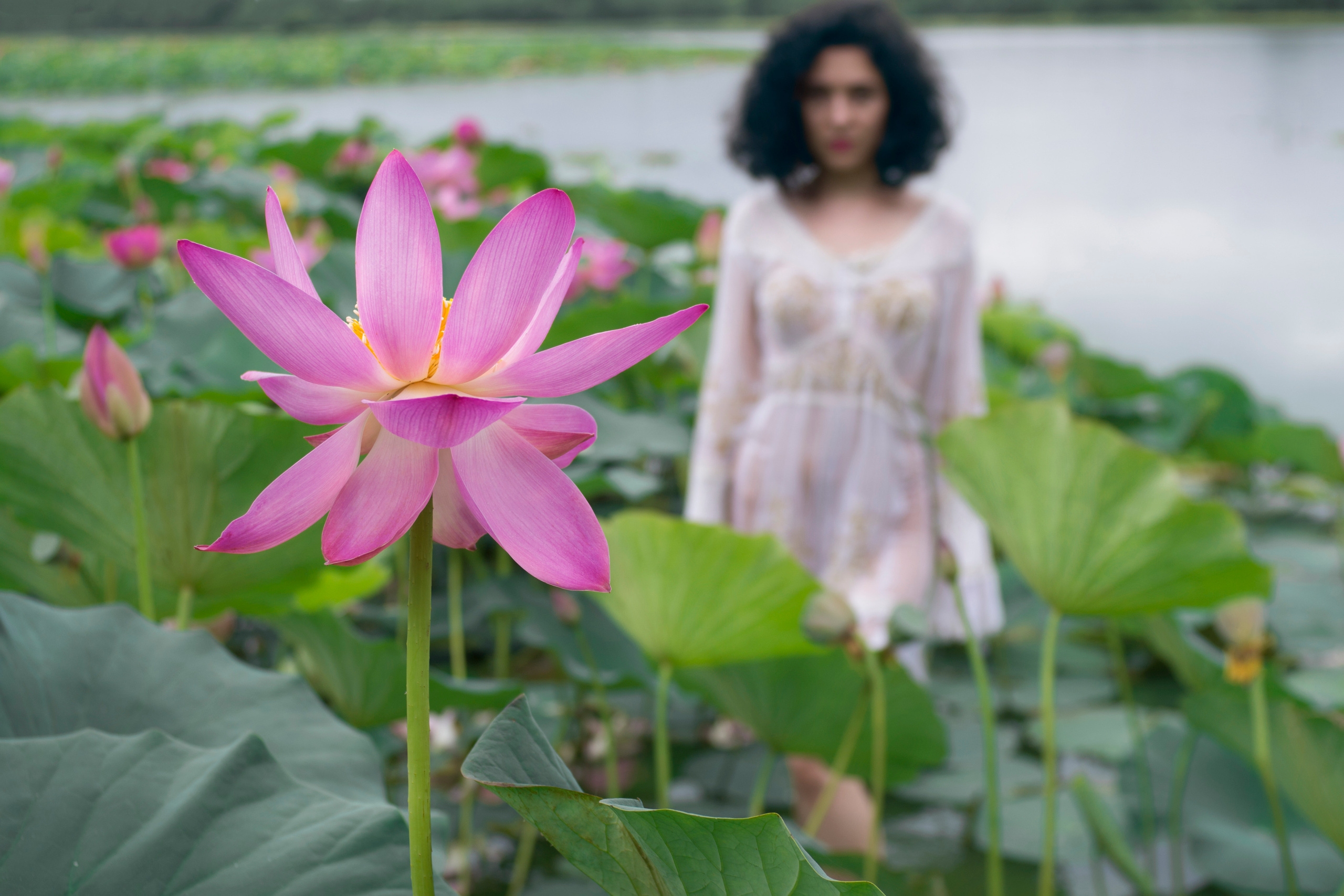 Фотосессия в лотосах, крупный цветок на переднем плане