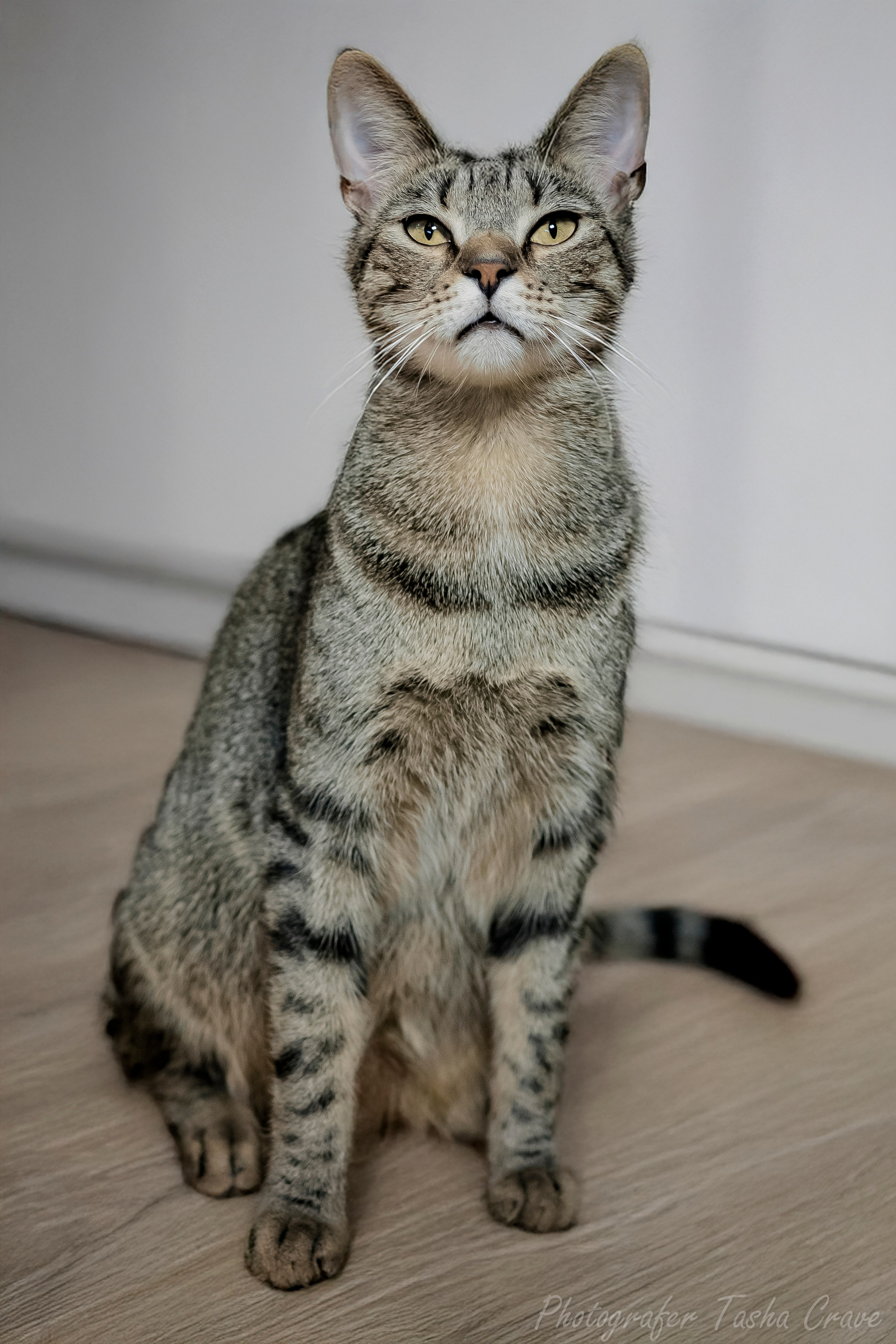 Передержка. Фотограф анималист в Санкт-Петербурге Таша Крейв