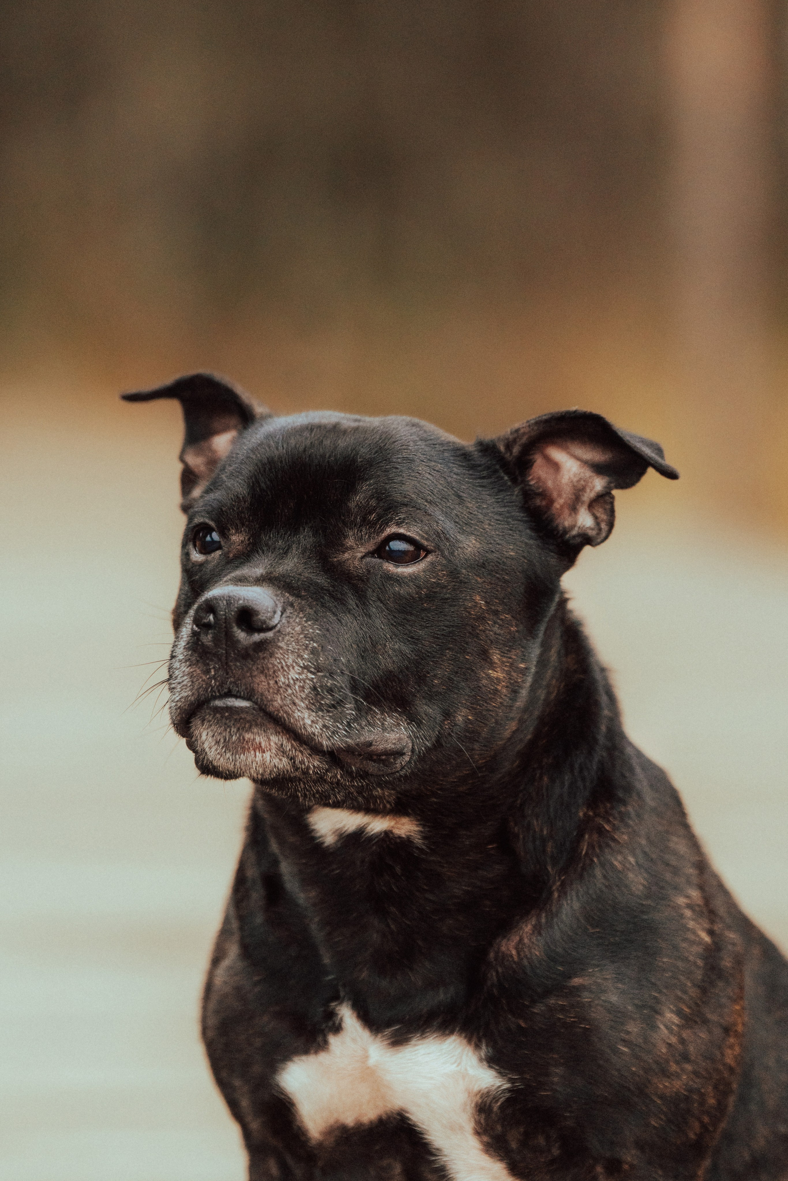 Фотограф анималист в Санкт-Петербурге. Фотограф анималист в Спб недорого Олеся Майорова
