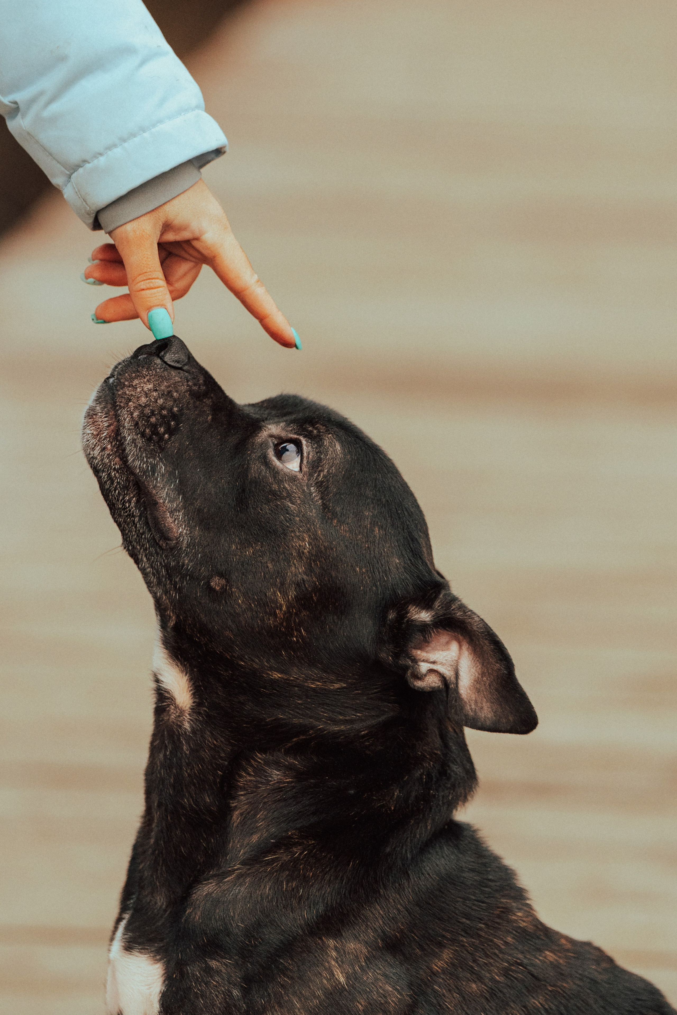 Фотограф анималист в Санкт-Петербурге. Фотограф анималист в Спб недорого Олеся Майорова