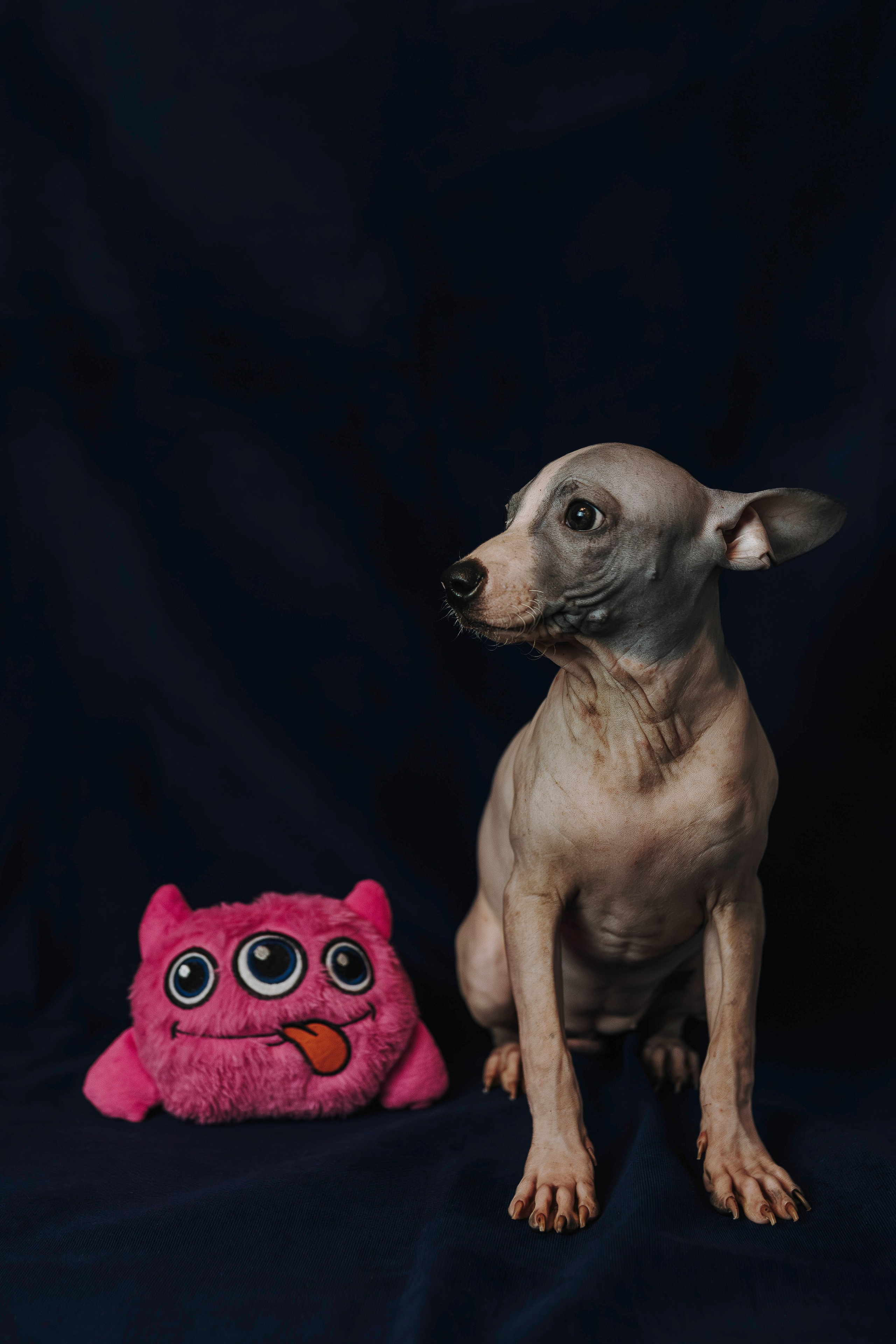 Малыши американского голого терьера. Фотограф анималист в Спб недорого Олеся Майорова