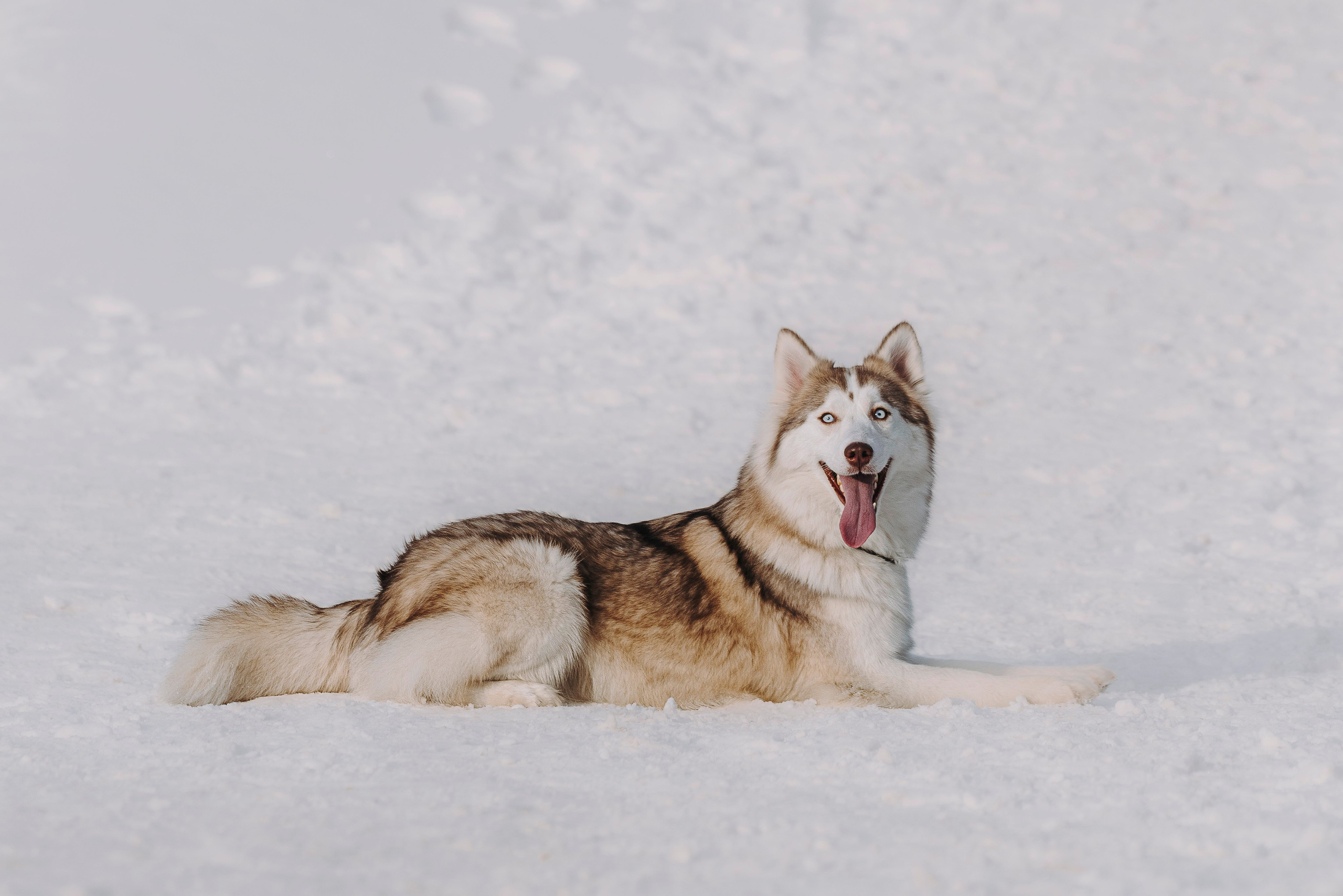 Мария и Амелия. Фотограф анималист в Спб недорого Олеся Майорова