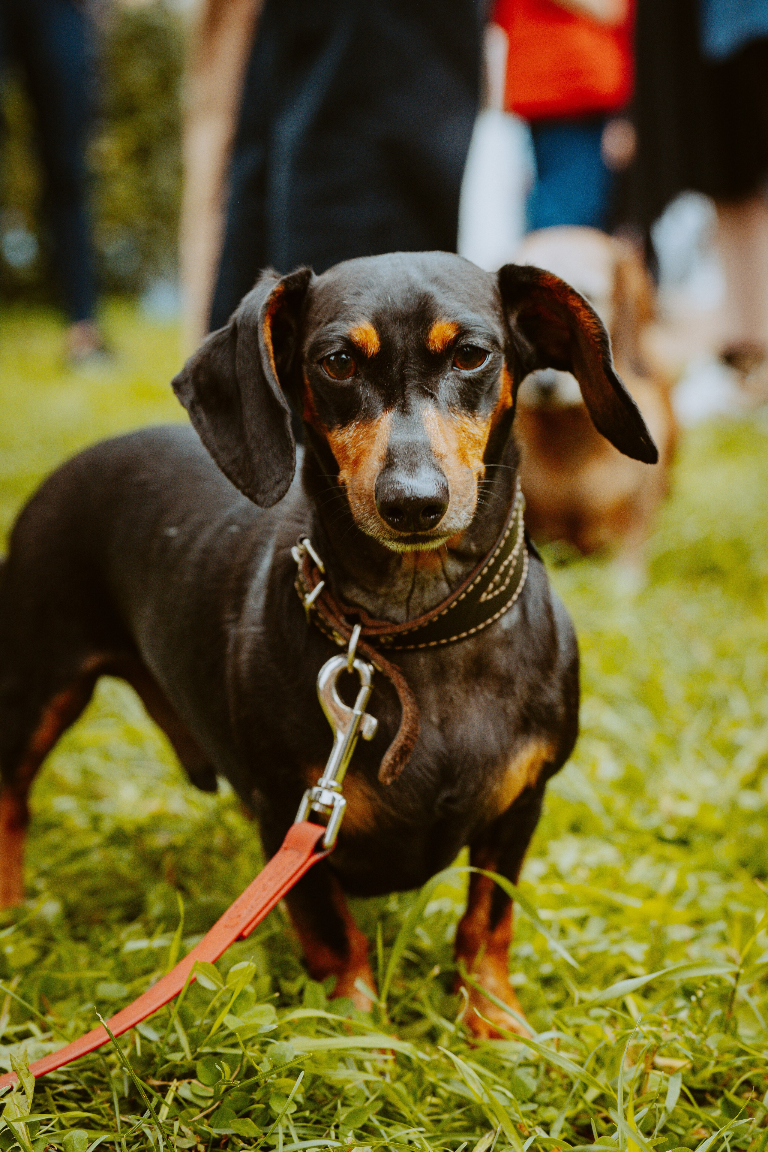 Такспарад. Фотограф анималист в Спб недорого Олеся Майорова