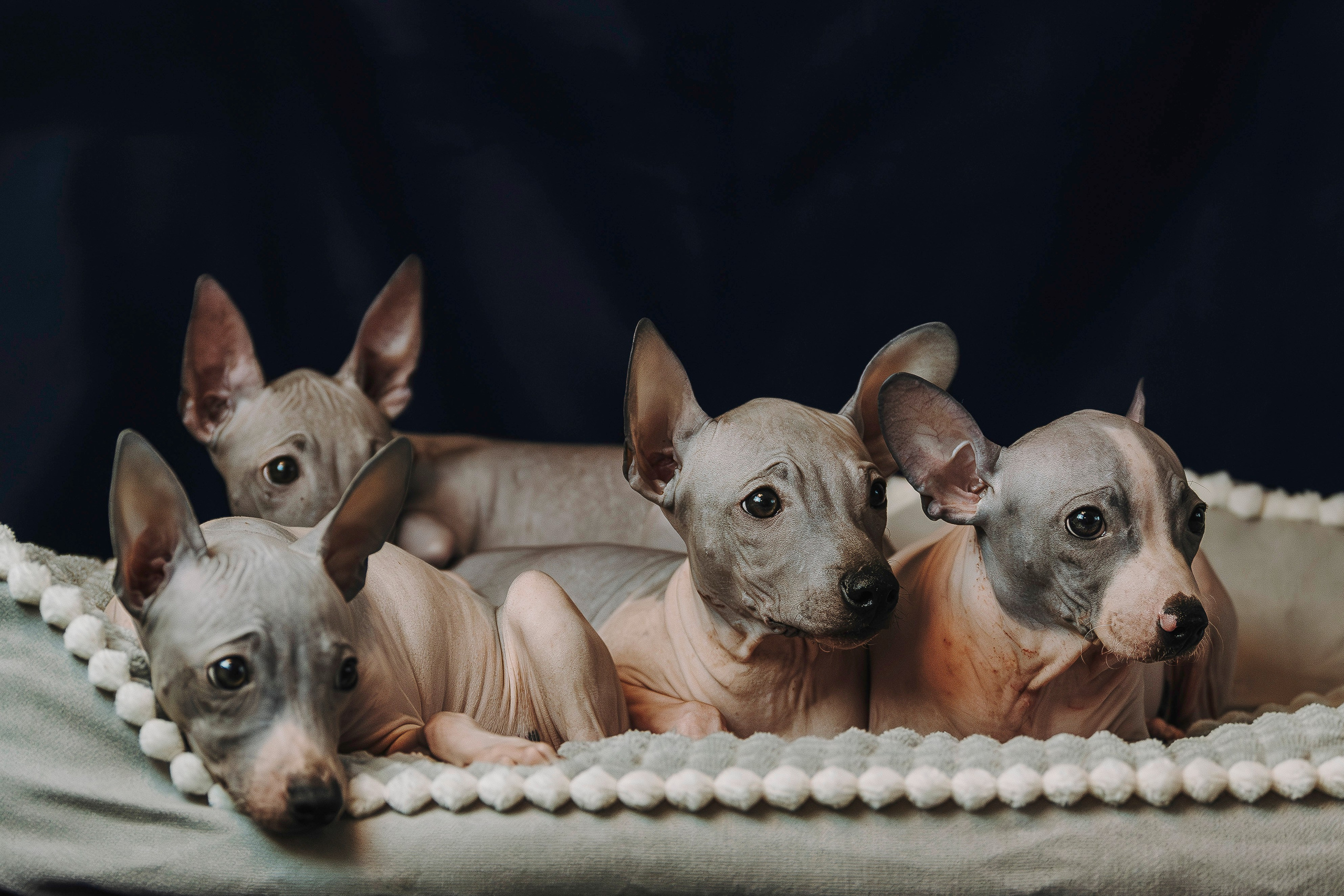 Малыши американского голого терьера. Фотограф анималист в Спб недорого Олеся Майорова