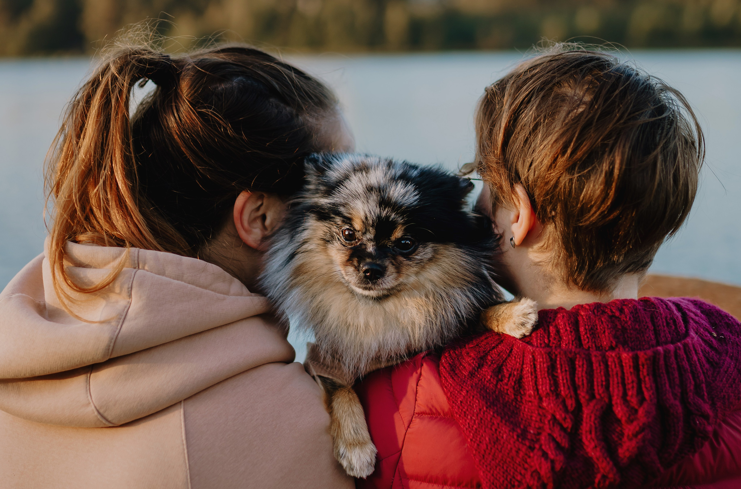 Семейная фотосессия с двумя собаками на закате. Фотограф анималист в Спб недорого Олеся Майорова