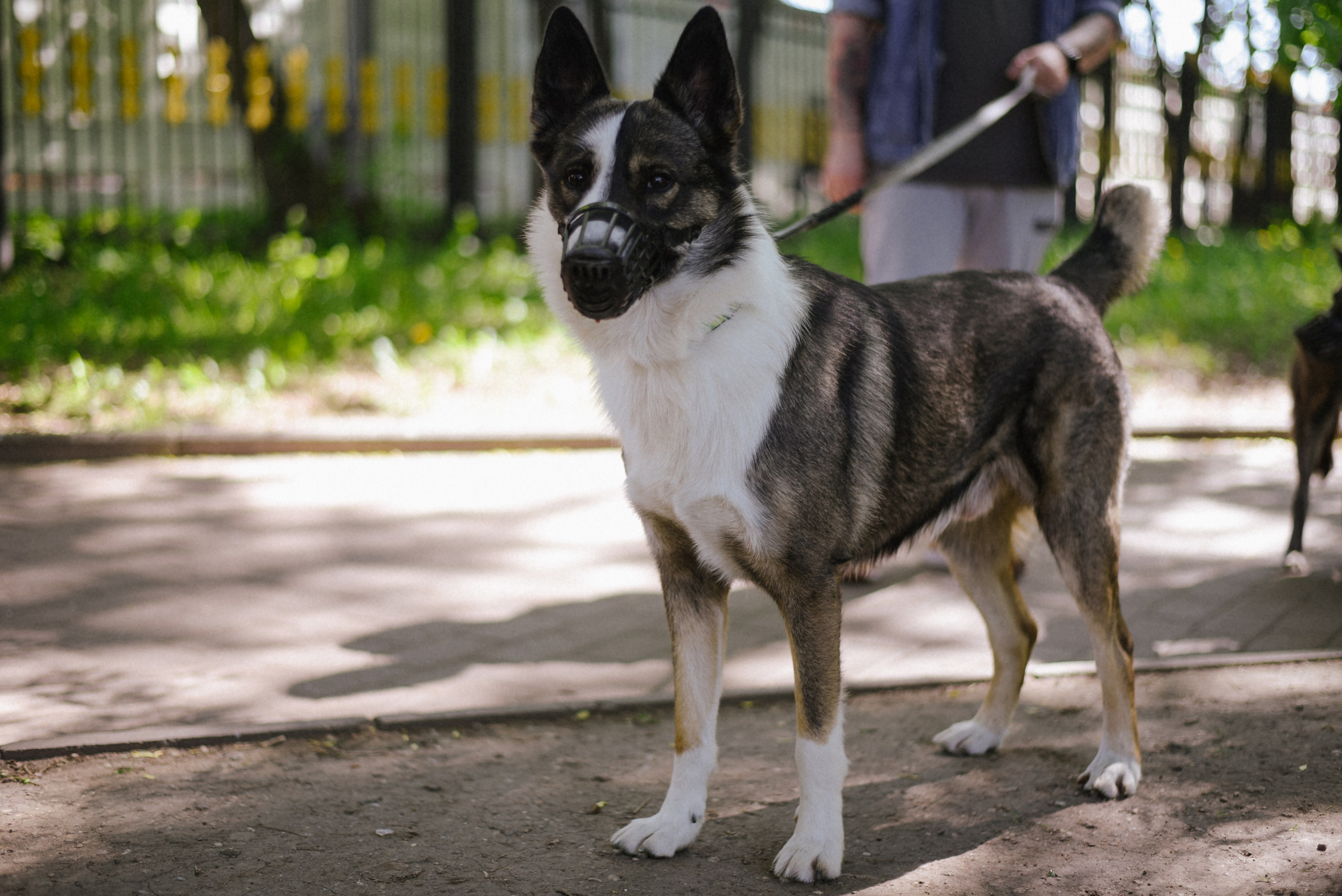 Иван и Надежда Прогулка с хвостатыми. Фотограф Лола Волна, город Москва