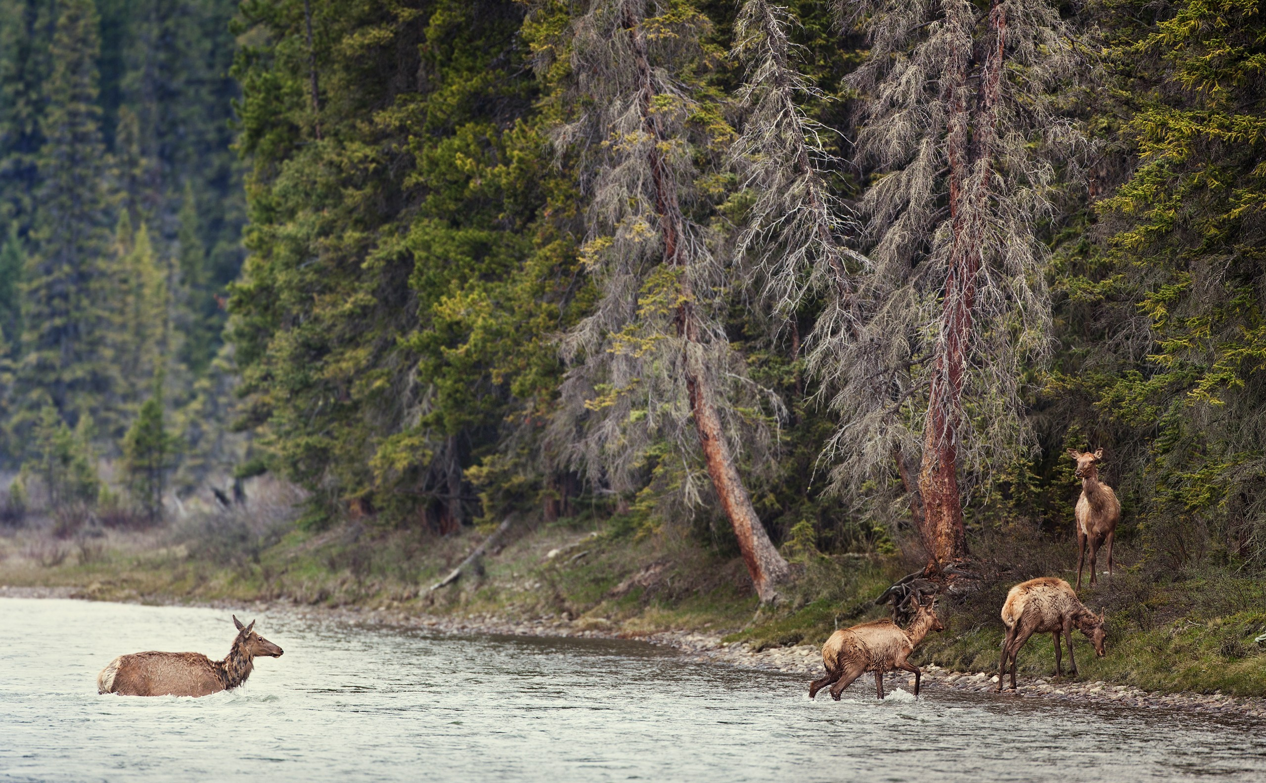 Канада. Фотограф Владимир Медведев