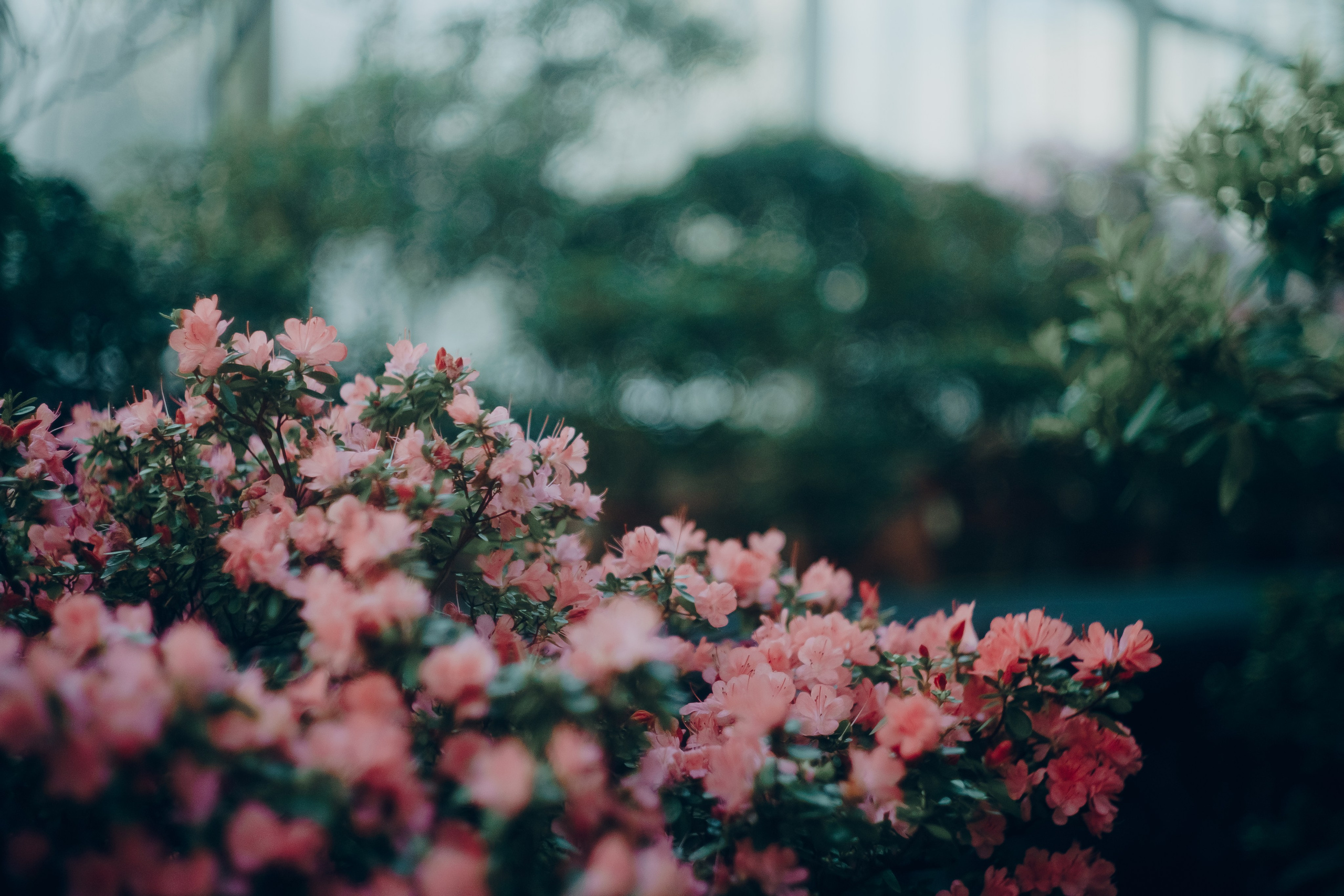 Botanical. Портретный и свадебный фотограф в Москве и Санкт-Петербурге. Учитель фотографии онлайн и оффлайн
