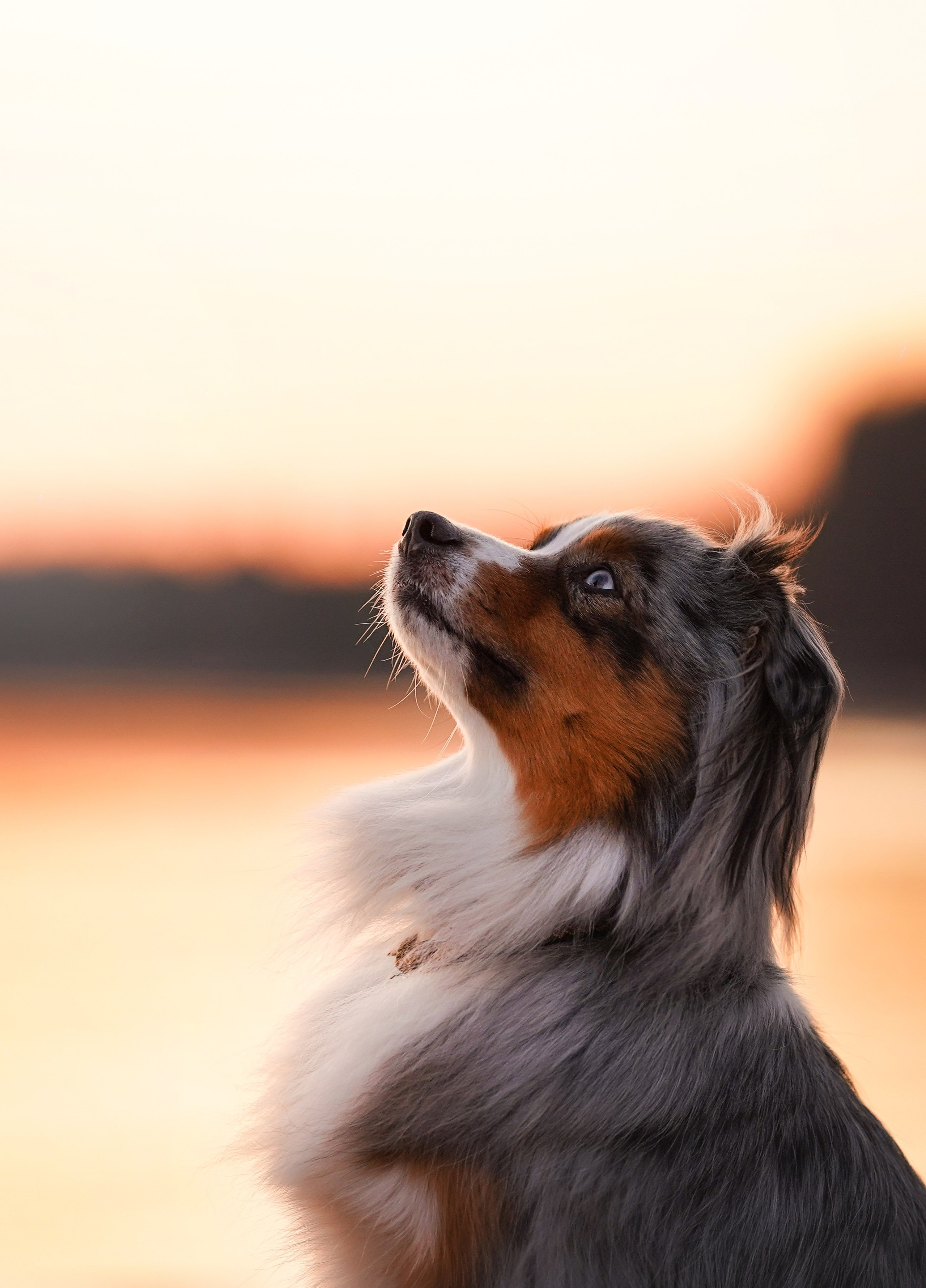 Алиса и Джокер. Фотограф-анималист в Санкт-Петербурге Яна Мартынова