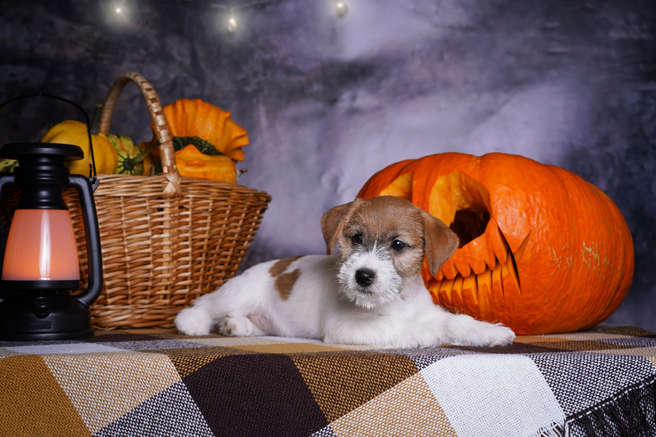 Щенки джек-рассел терьера. Фотограф-анималист в Санкт-Петербурге Яна Мартынова