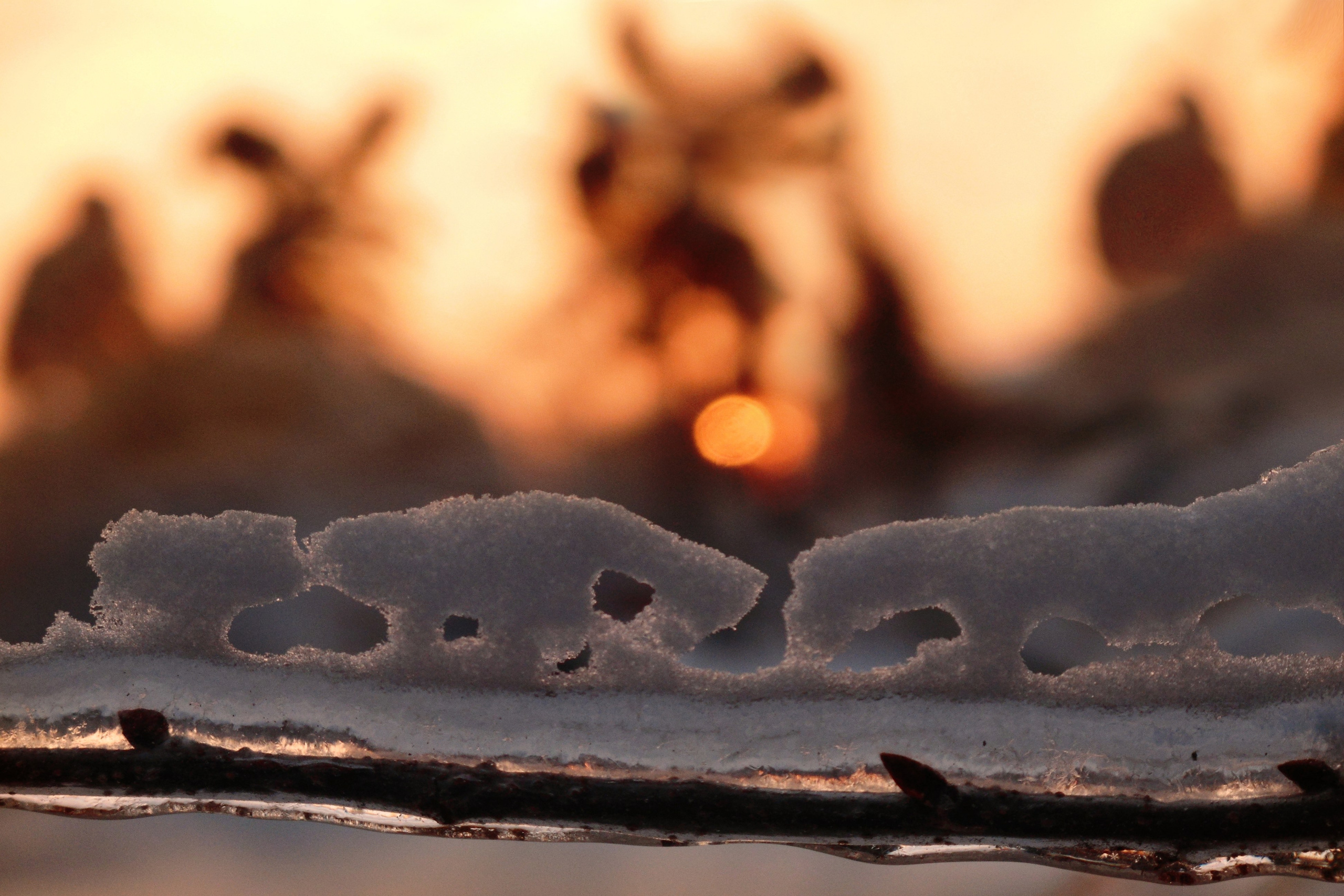 Фото. Фотограф Лагутин Анатолий