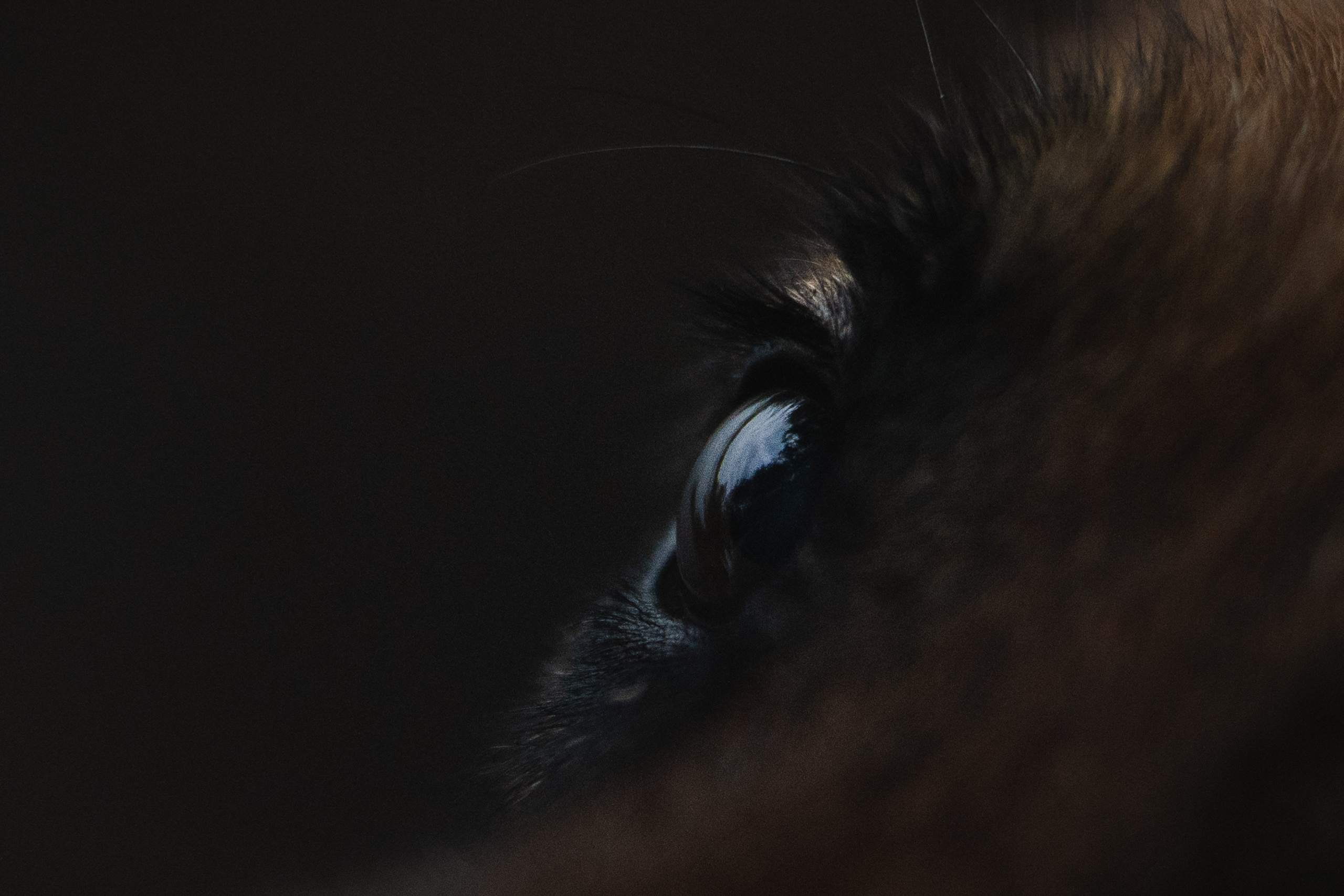 Вика и Фрея. Фотограф анималист в Москве и Санкт-Петербурге Свиридова Анна