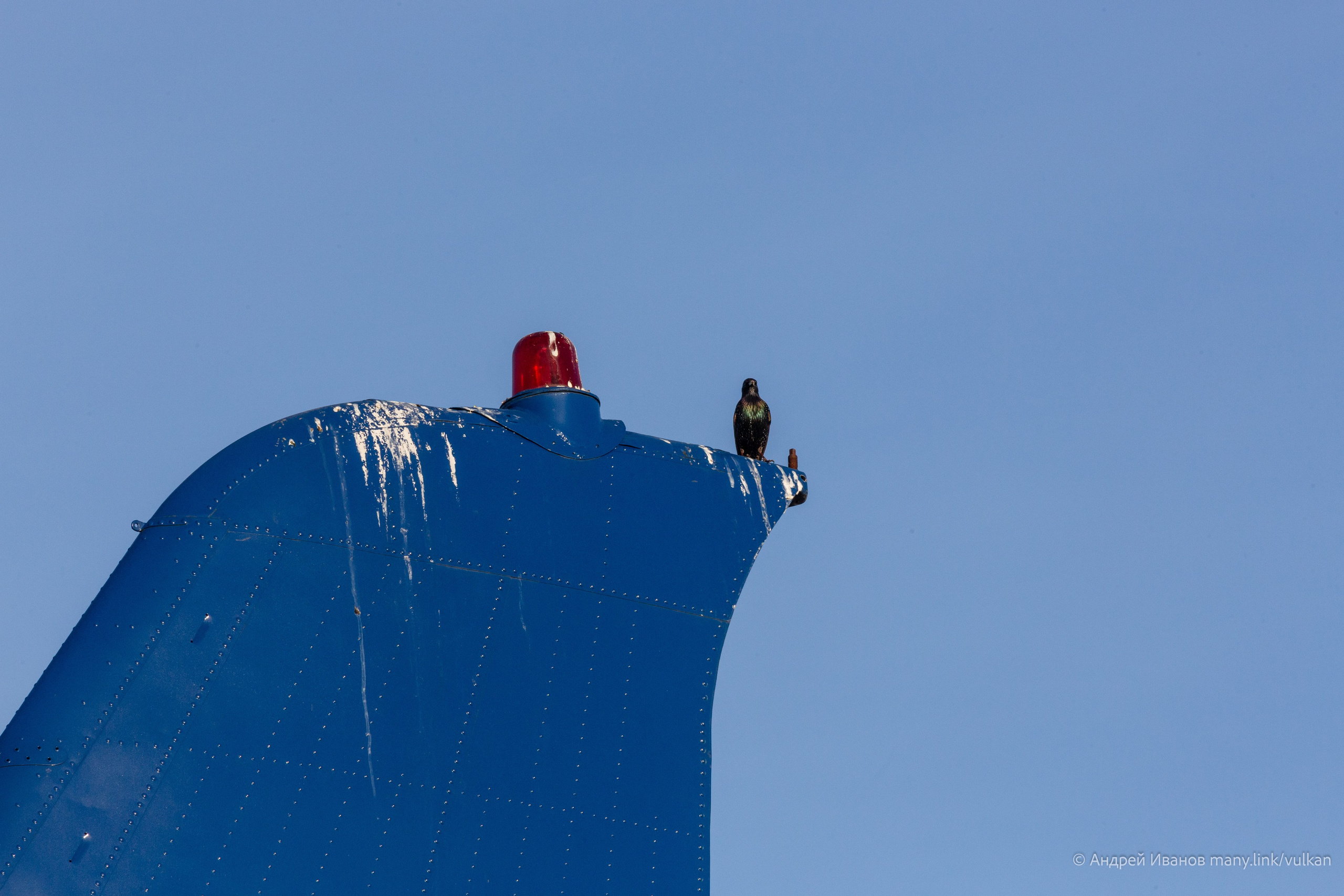 Ил-14Т «Голубая Мечта» (2026 г.). Фотоальбом показывающий увлекательный мир авиации и мир медведей Андрея Иванова