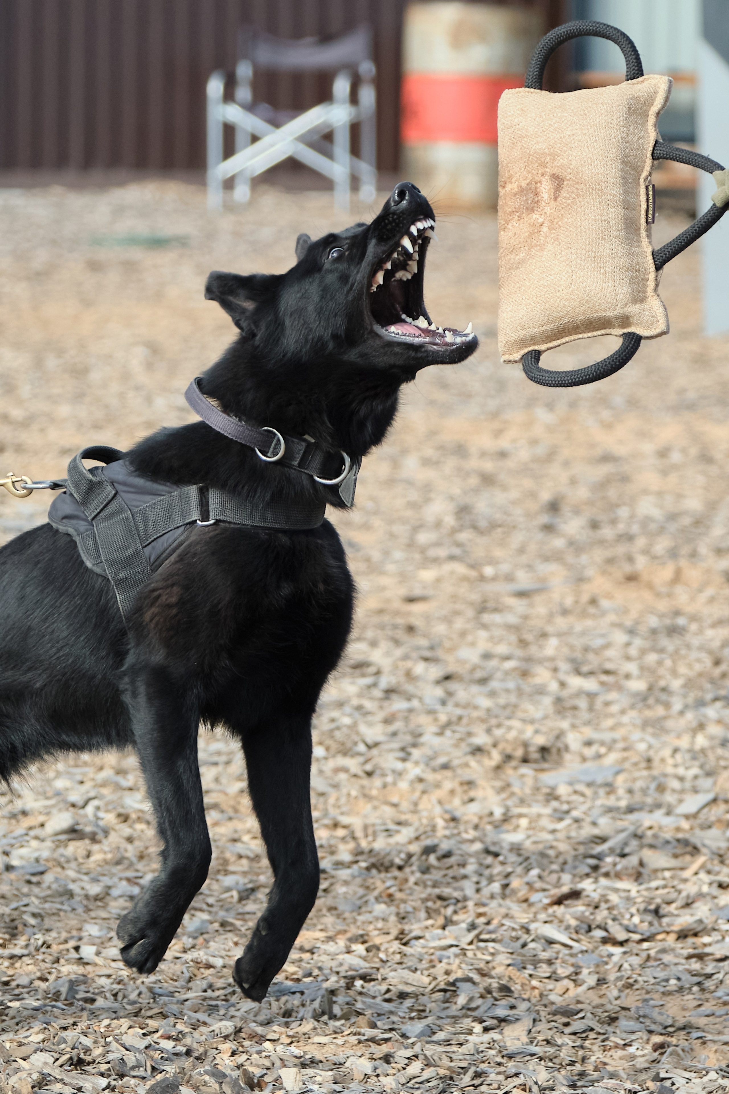 Фотосъемка немецких овчарок, фотосъемка тренировки рабочих собак, фотограф анималист, фотосъемка сдачи ЗКС, igp