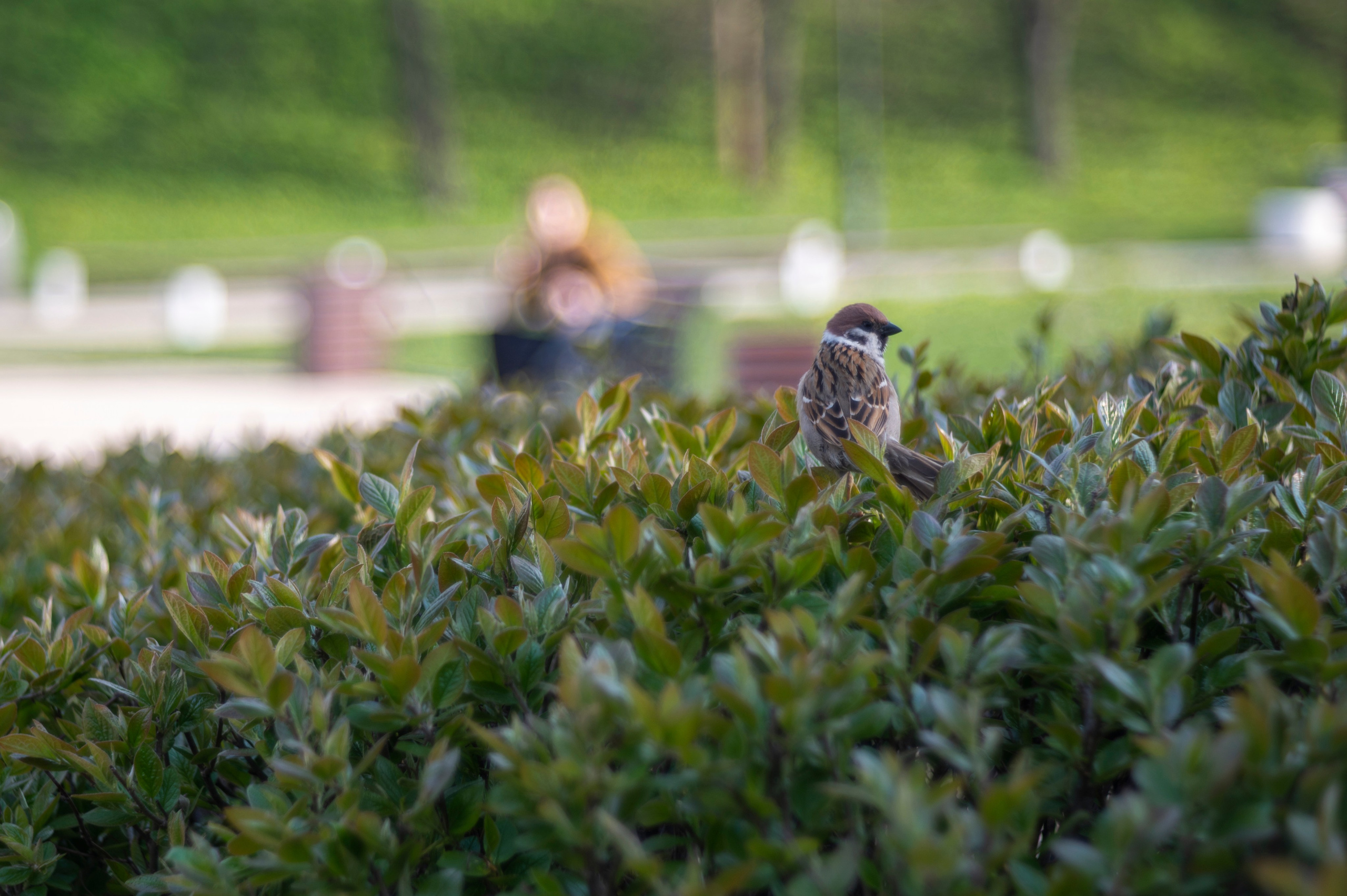 Рязань. Май 2022. Фотограф Роман Адлер