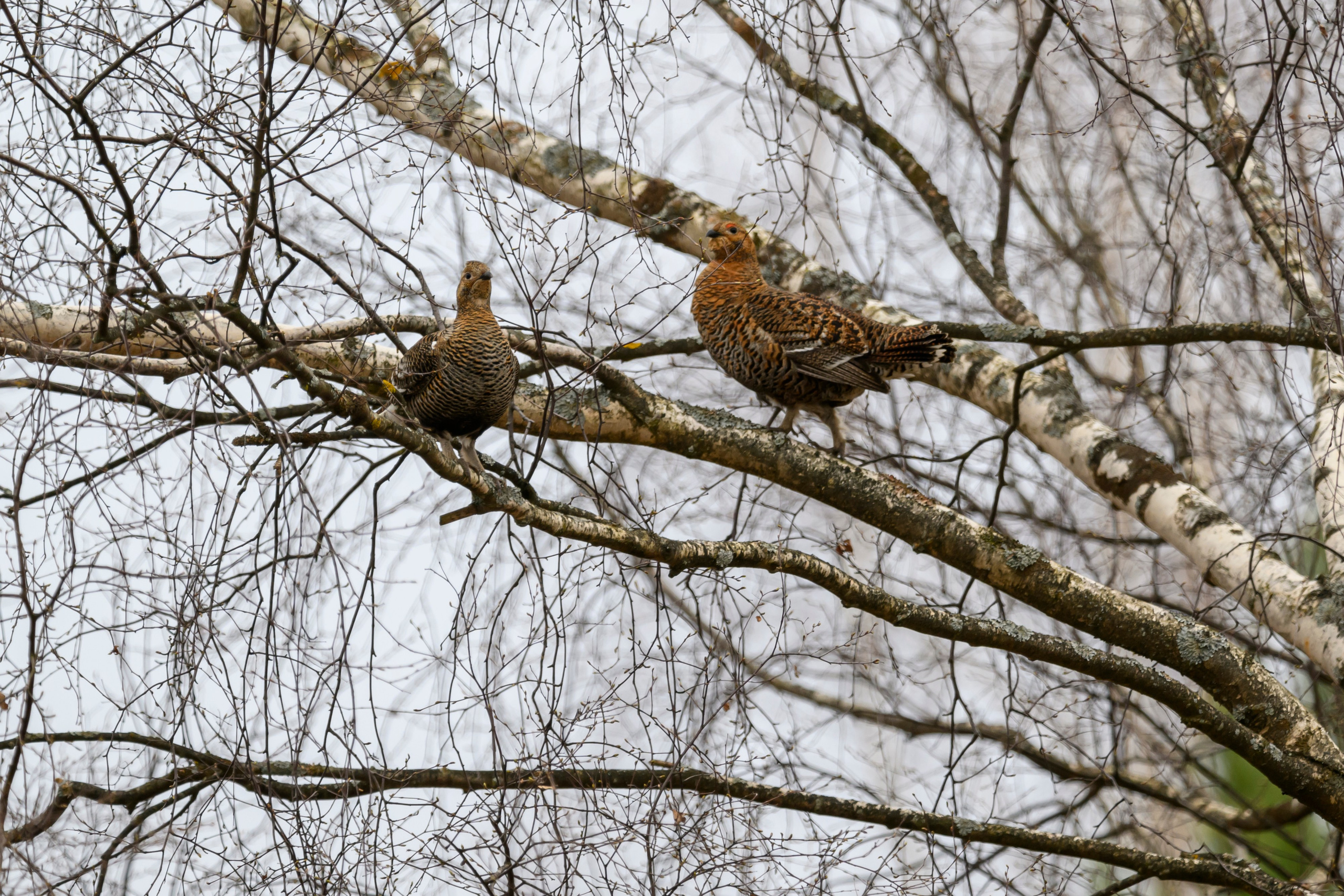 Бобр и куропатки. Wildlife photography by Sergey Puponin