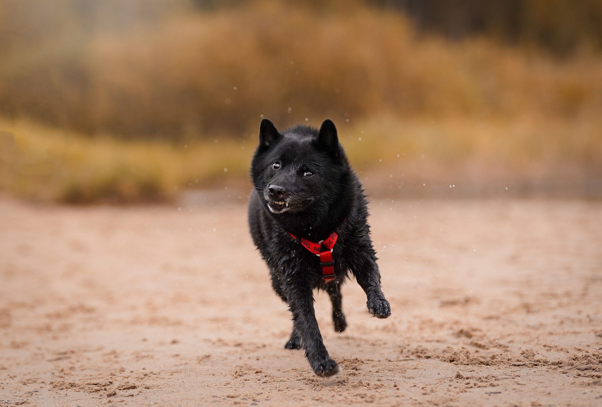 Аня Мишель Арчи и Майкл. Фотограф-анималист в Санкт-Петербурге Яна Мартынова