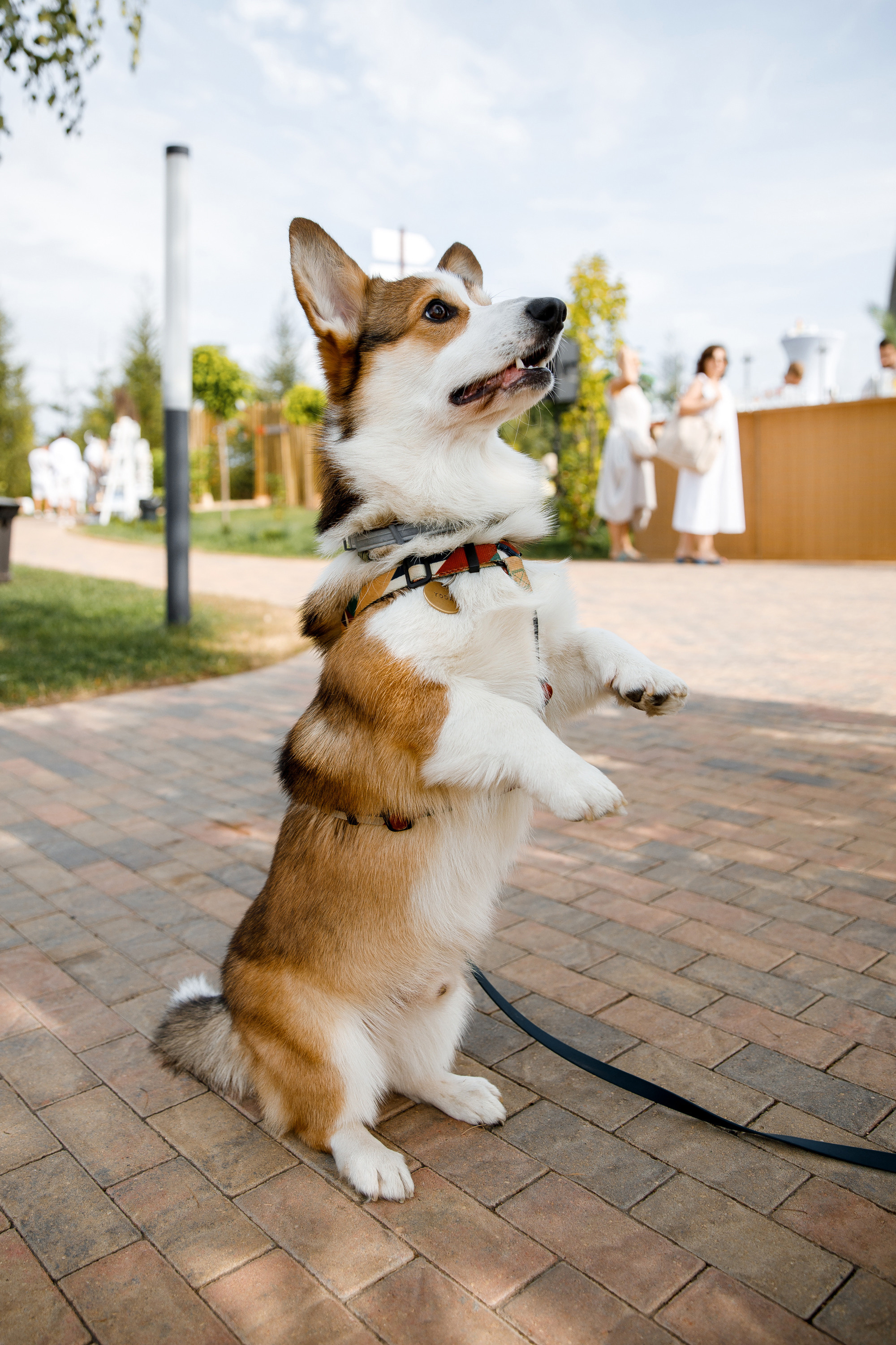 Vibse Land Альфа Банк Mastercard. Свадебный фотограф Каледич Тимофей