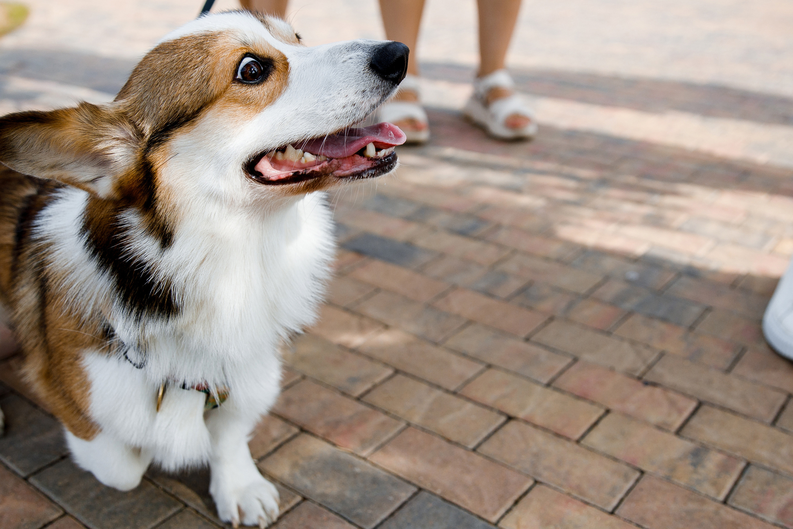 Vibse Land Альфа Банк Mastercard. Свадебный фотограф Каледич Тимофей