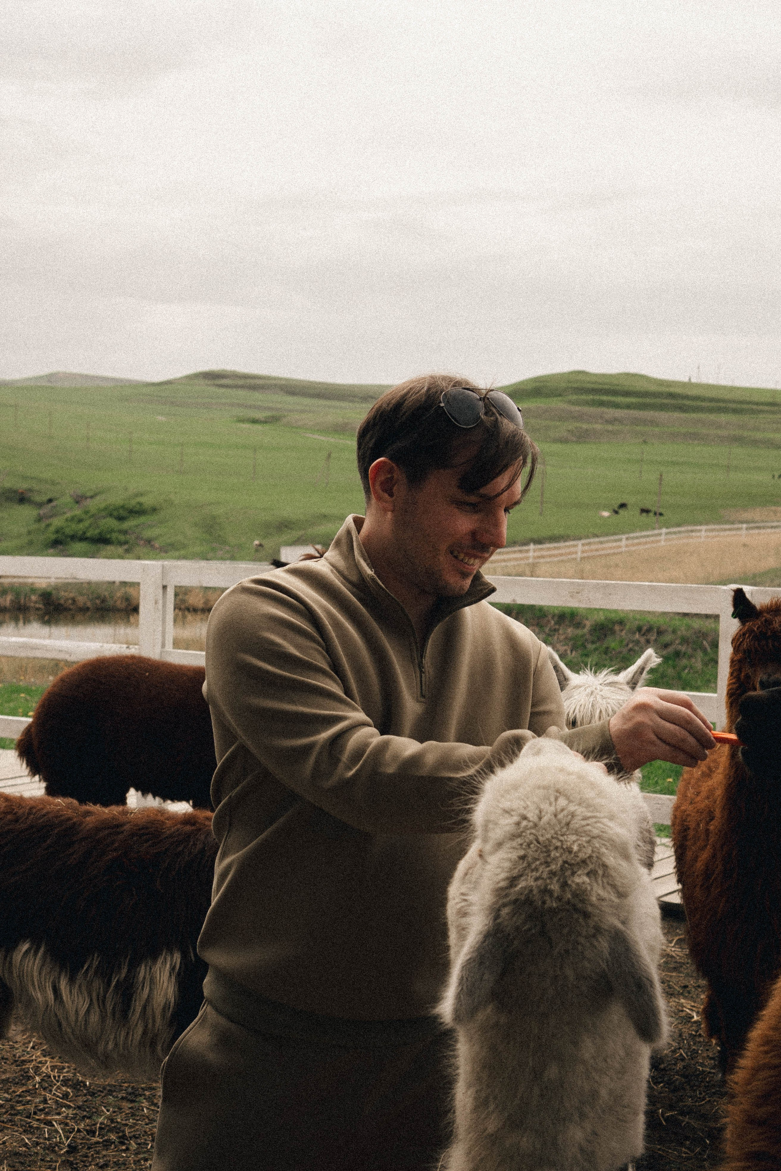 Ферма Альпак. Профессиональный фотограф, Санкт-Петербург — Виктория Богомолова