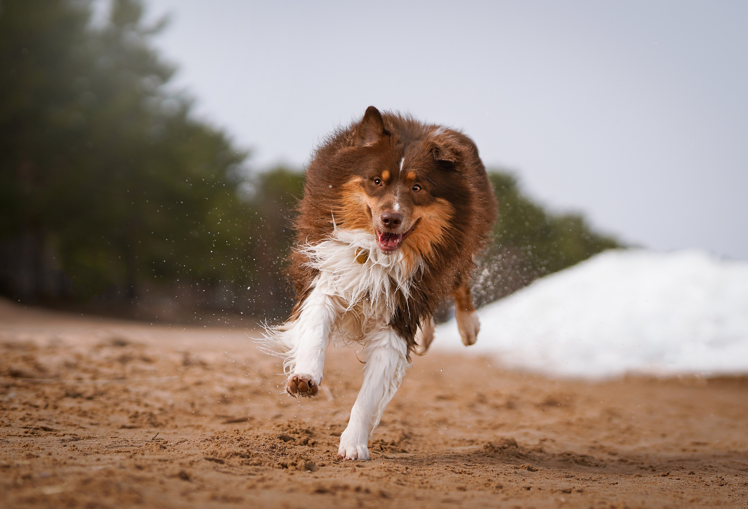 Аусси на Ладоге. Фотограф-анималист в Санкт-Петербурге Яна Мартынова