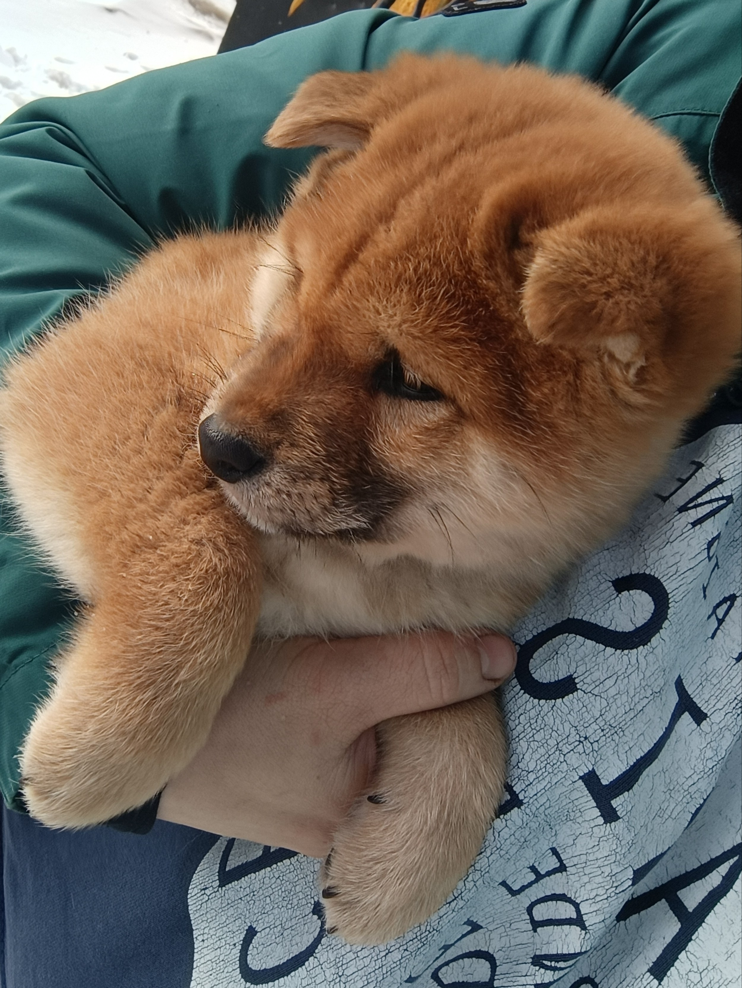 Сиба Rubylight Everest питомник Рубилайт 